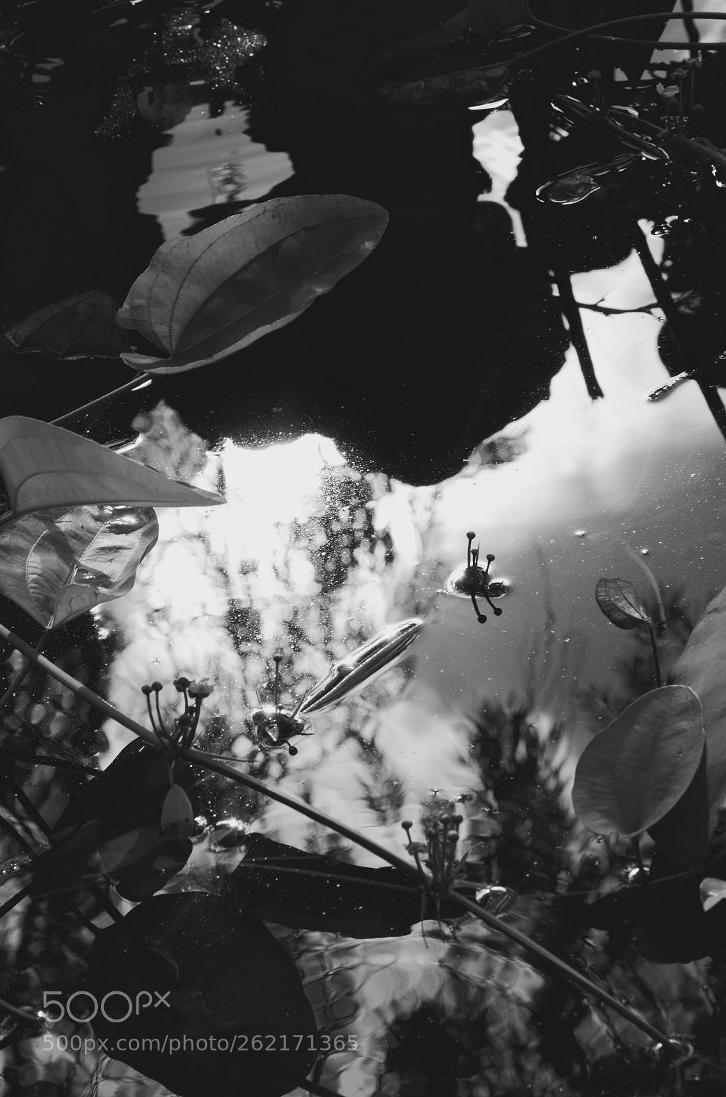 Nikon D7000 sample photo. Lotus6 photography