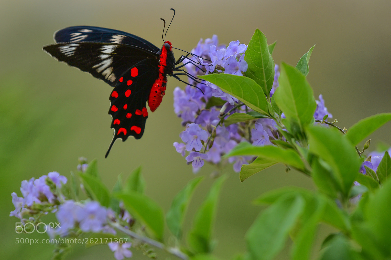 Nikon D750 sample photo. Red and black photography