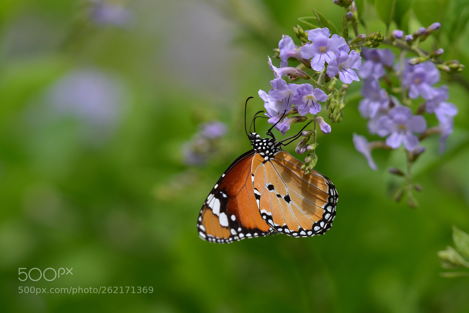 Nikon D750 sample photo. Plain tiger photography