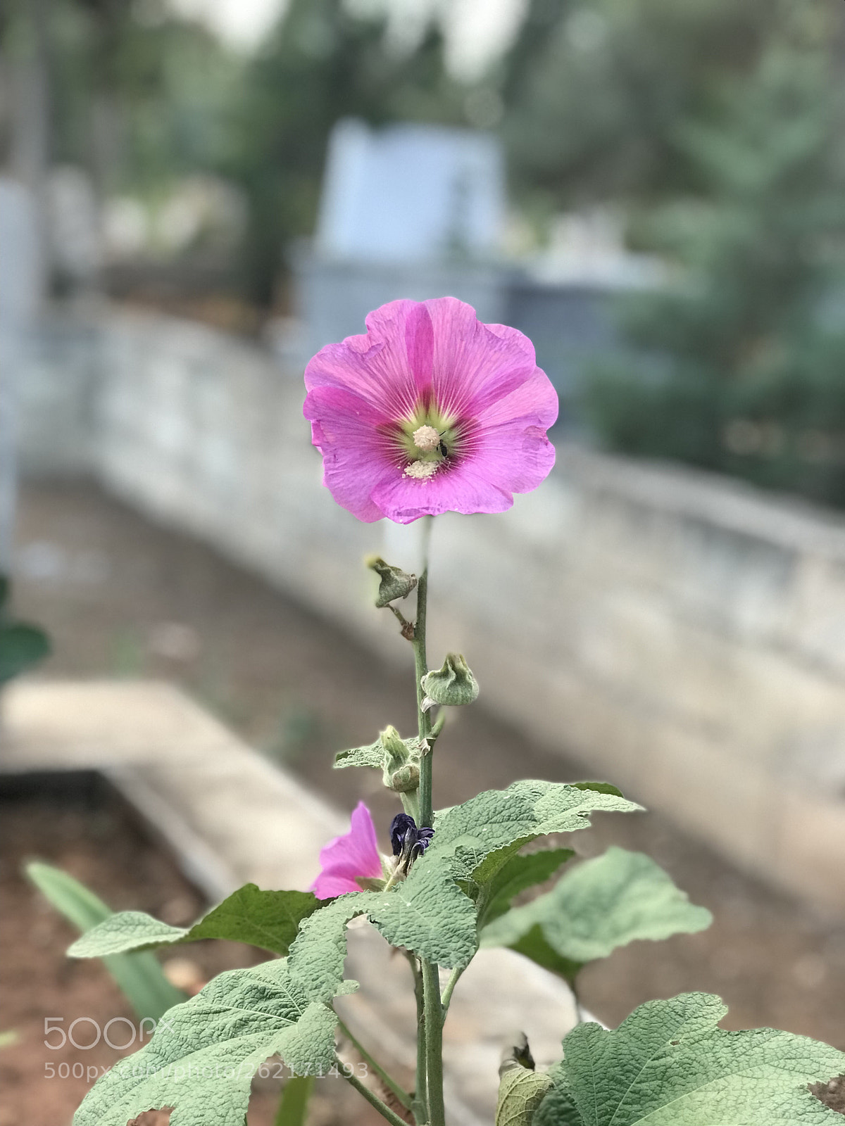 Apple iPhone 7 Plus sample photo. Cemetery flower photography