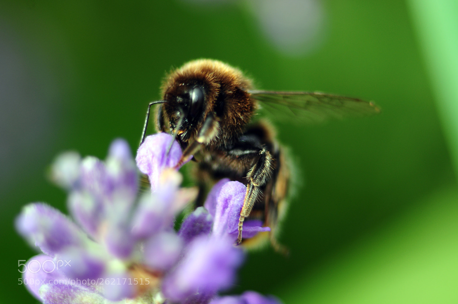 Nikon D90 sample photo. O bee wann.... photography