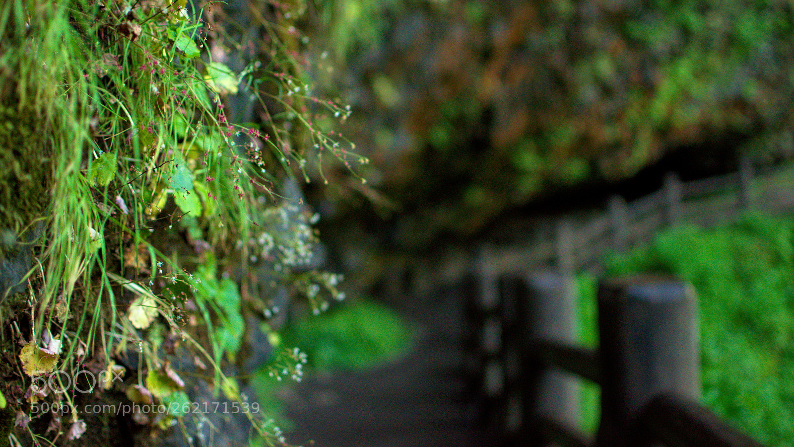 Nikon D3400 sample photo. Silver falls xi photography
