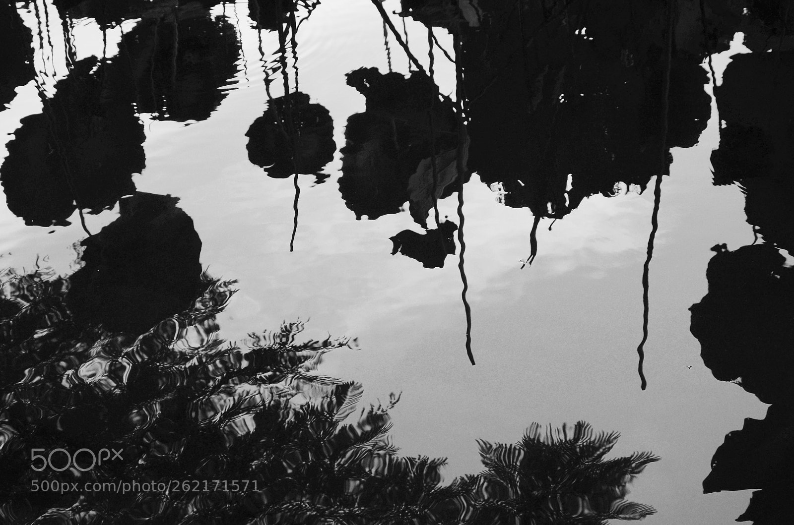 Nikon D7000 sample photo. Lotus7 photography