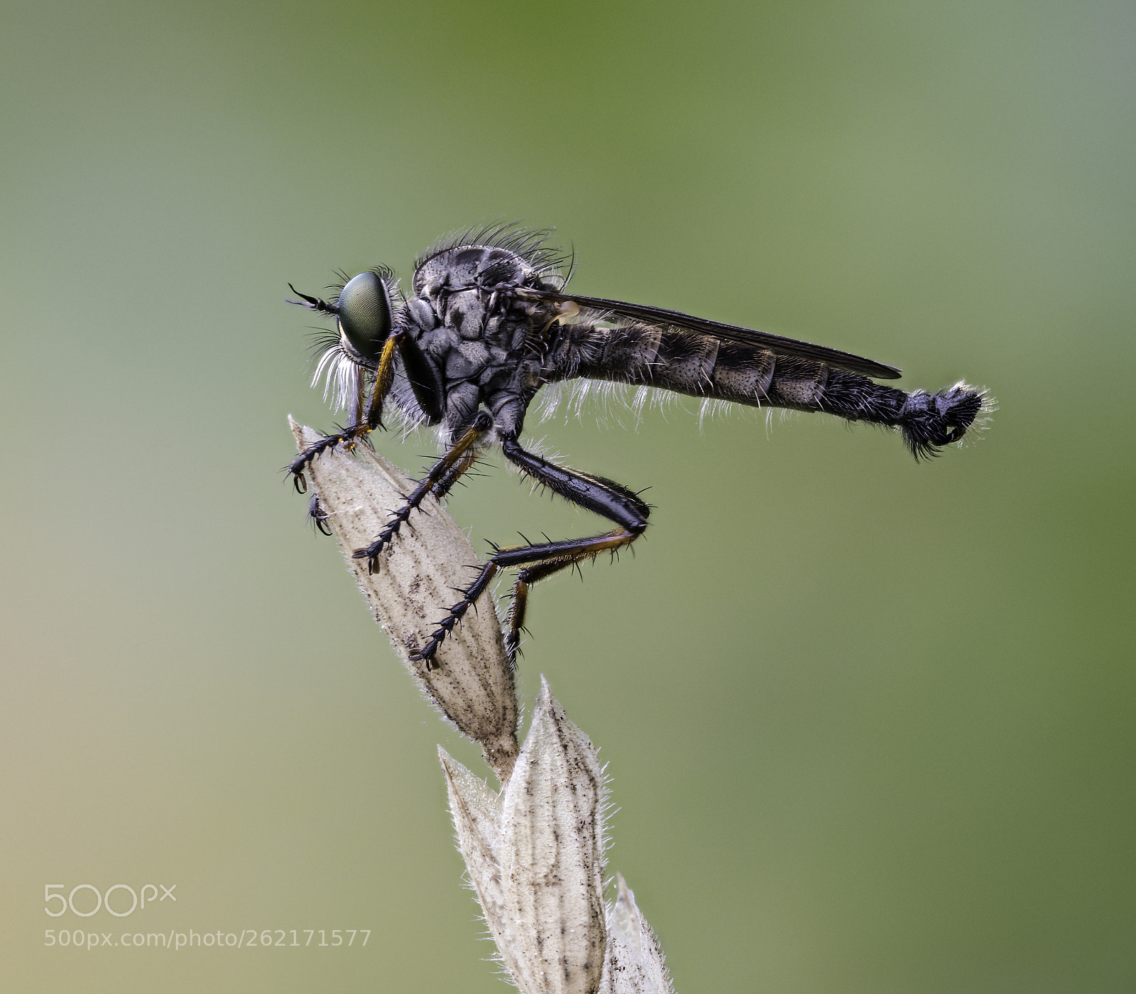Olympus OM-D E-M1 Mark II sample photo. Tolmerus atricapillus photography