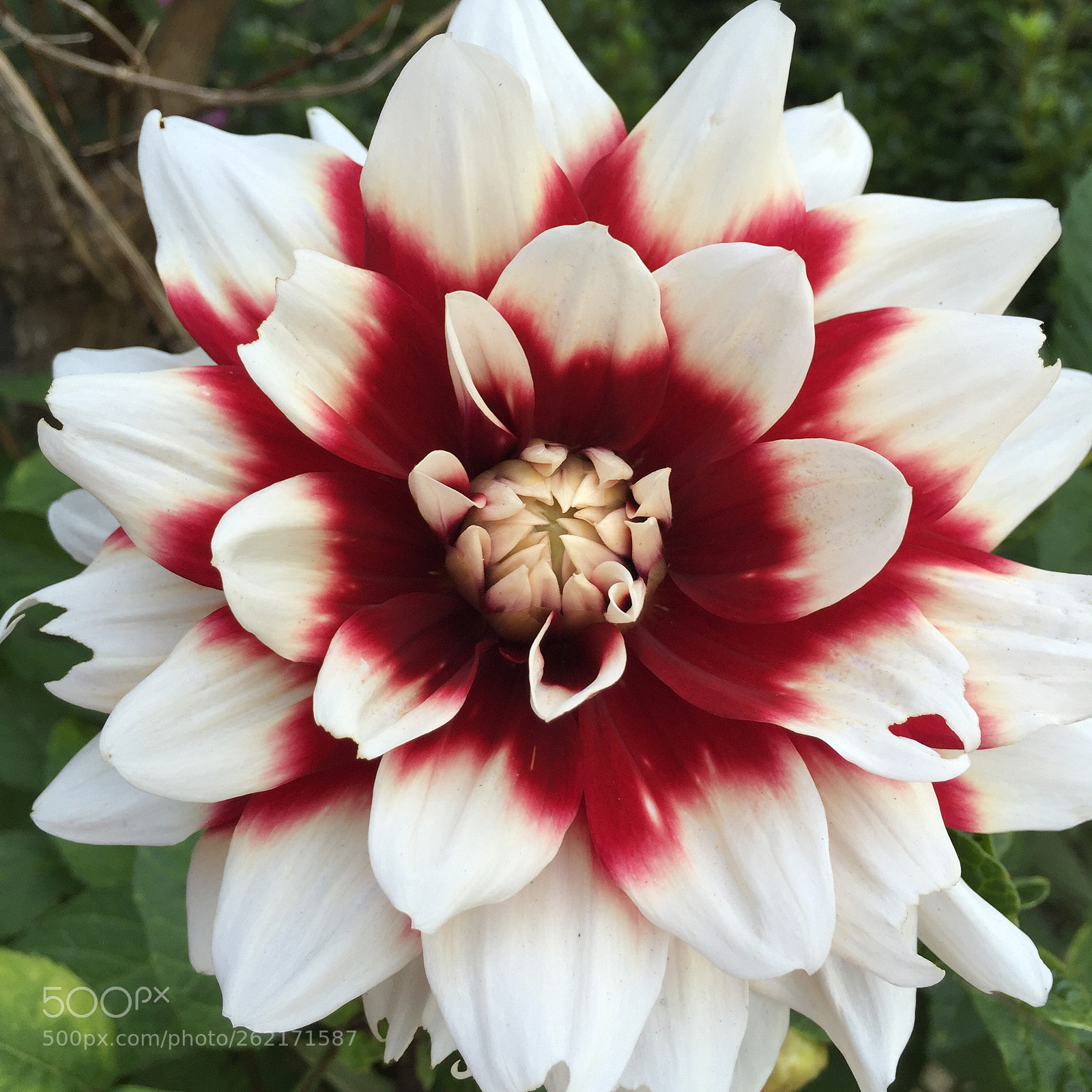 Apple iPhone 6 sample photo. Flower photography