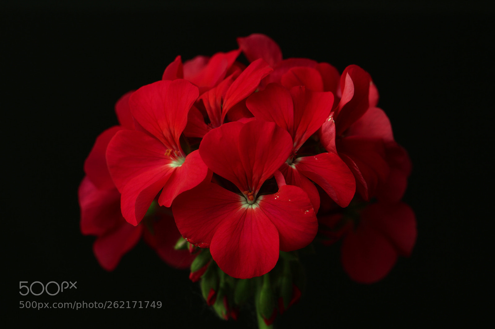 Canon EOS 600D (Rebel EOS T3i / EOS Kiss X5) sample photo. Red geranium photography