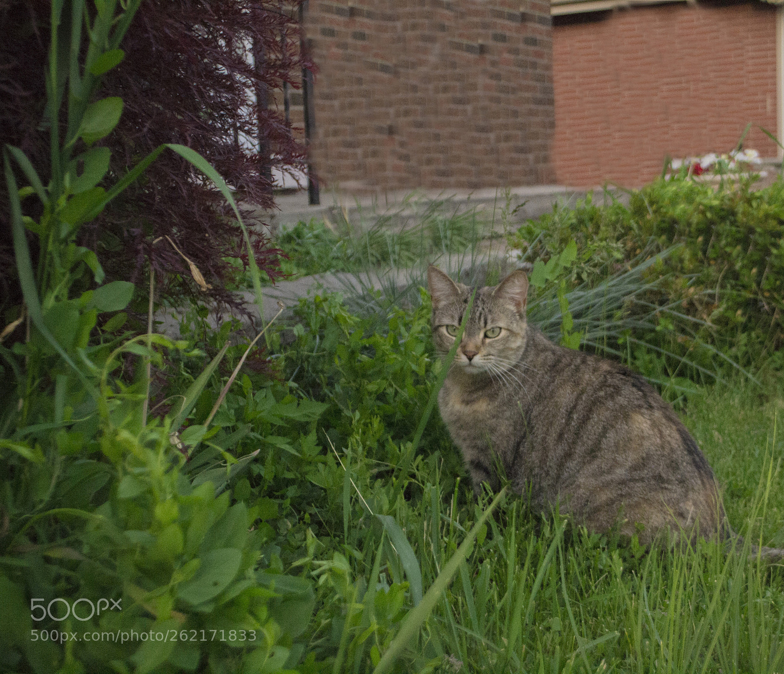 Nikon D3100 sample photo. My choice photography