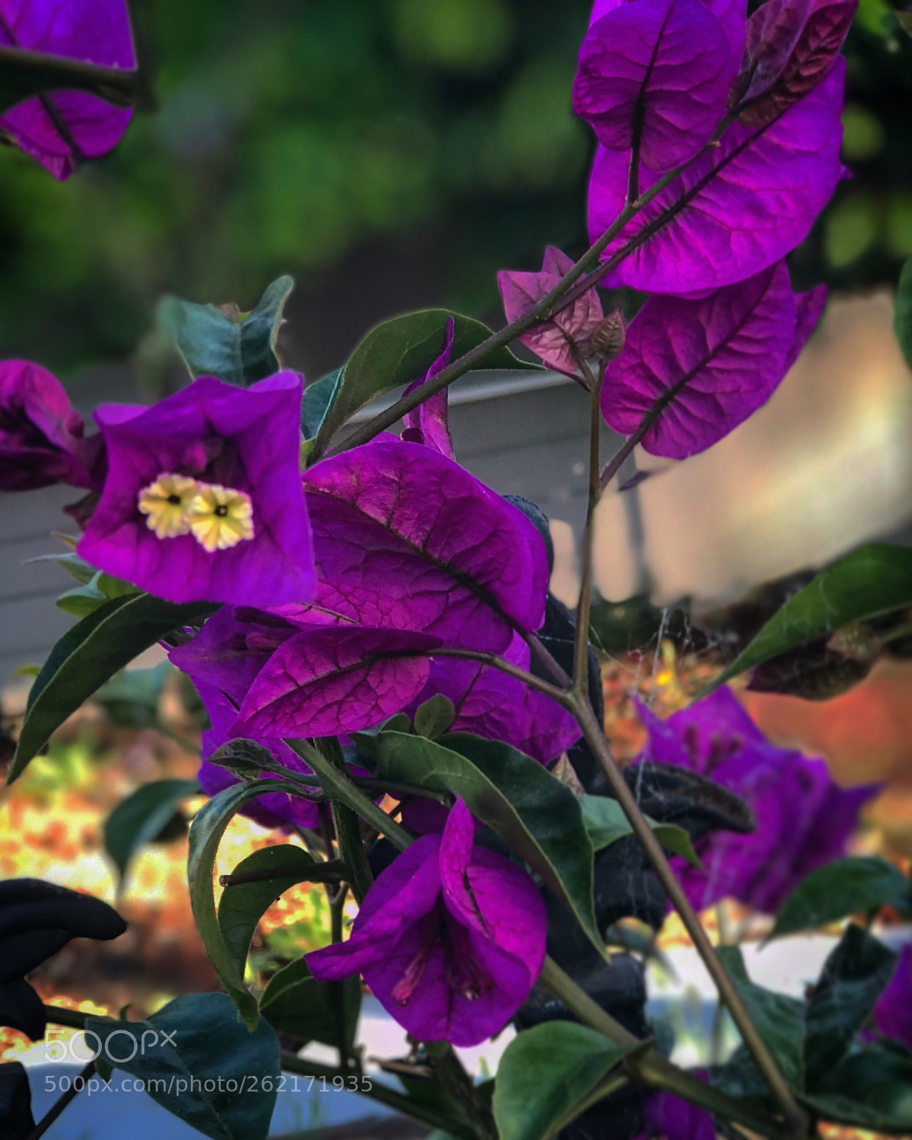 Apple iPhone 8 Plus sample photo. The purple queen photography