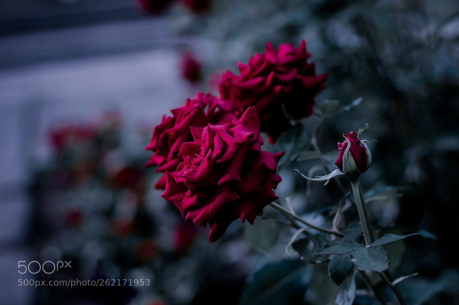 Canon EOS 600D (Rebel EOS T3i / EOS Kiss X5) sample photo. Blood roses photography