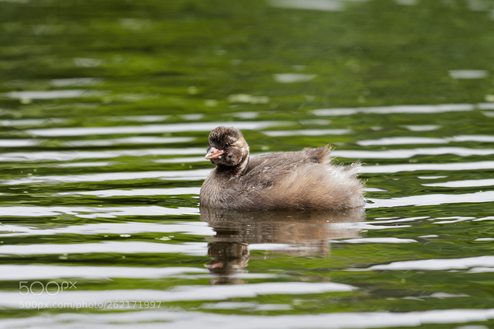 Nikon AF-S Nikkor 200-500mm F5.6E ED VR sample photo. Grèbe castagneux photography