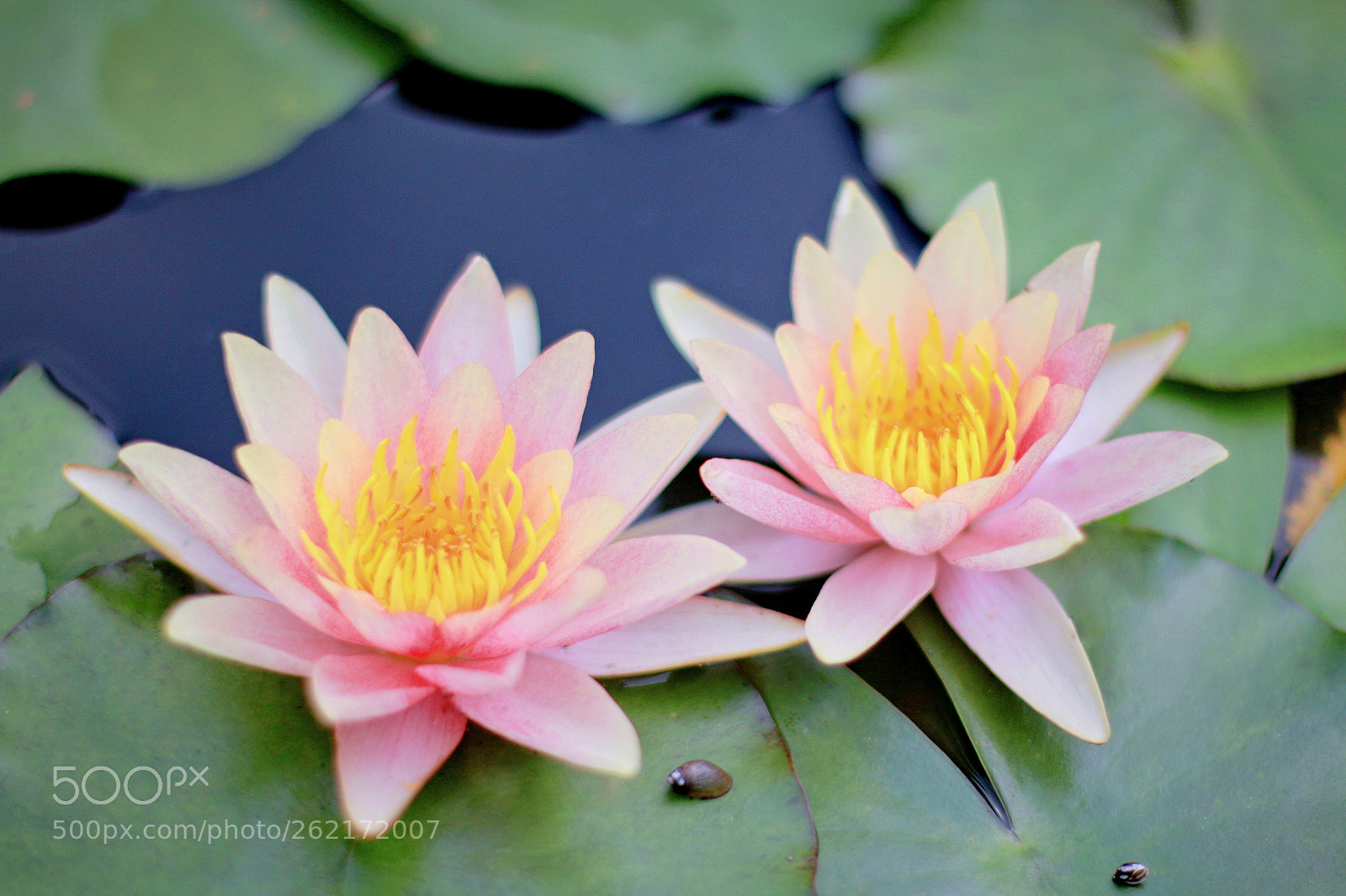 Canon EOS 70D sample photo. Lotus flower photography
