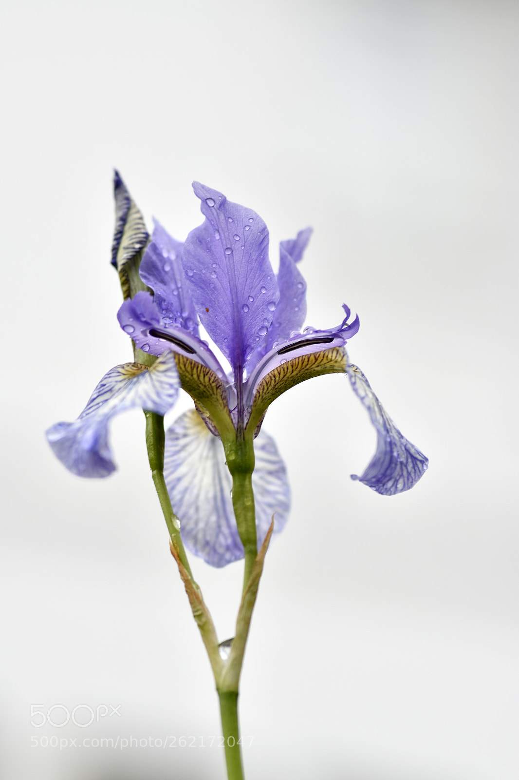Nikon D5500 sample photo. Iris .. photography