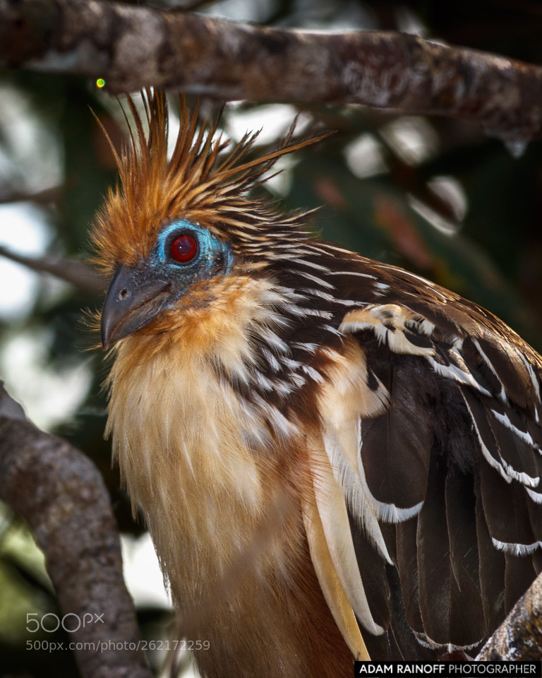 Canon EOS 70D sample photo. Hoatzin la macarena colombia photography