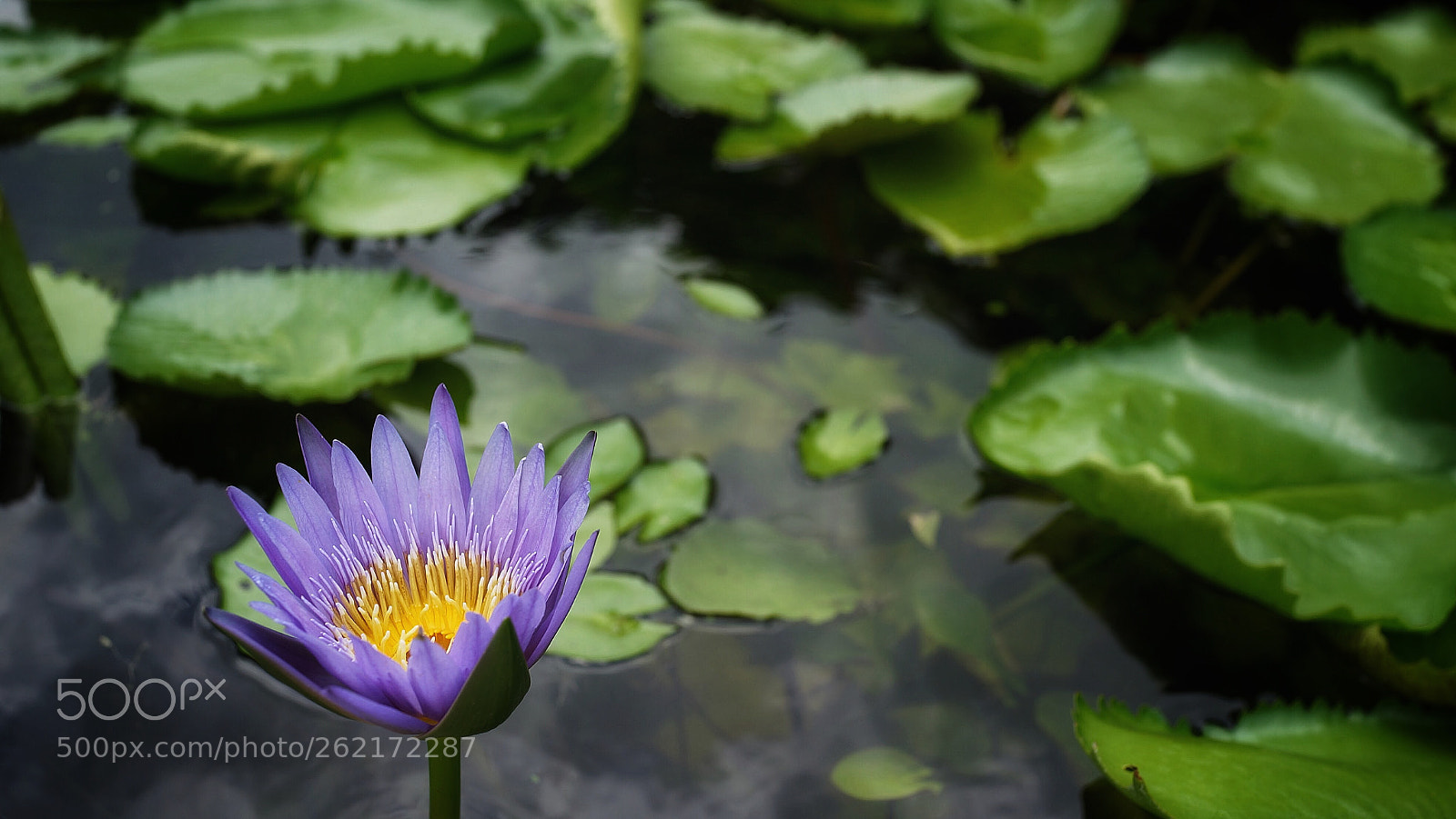 Sony Cyber-shot DSC-RX1 sample photo. Water lilies photography