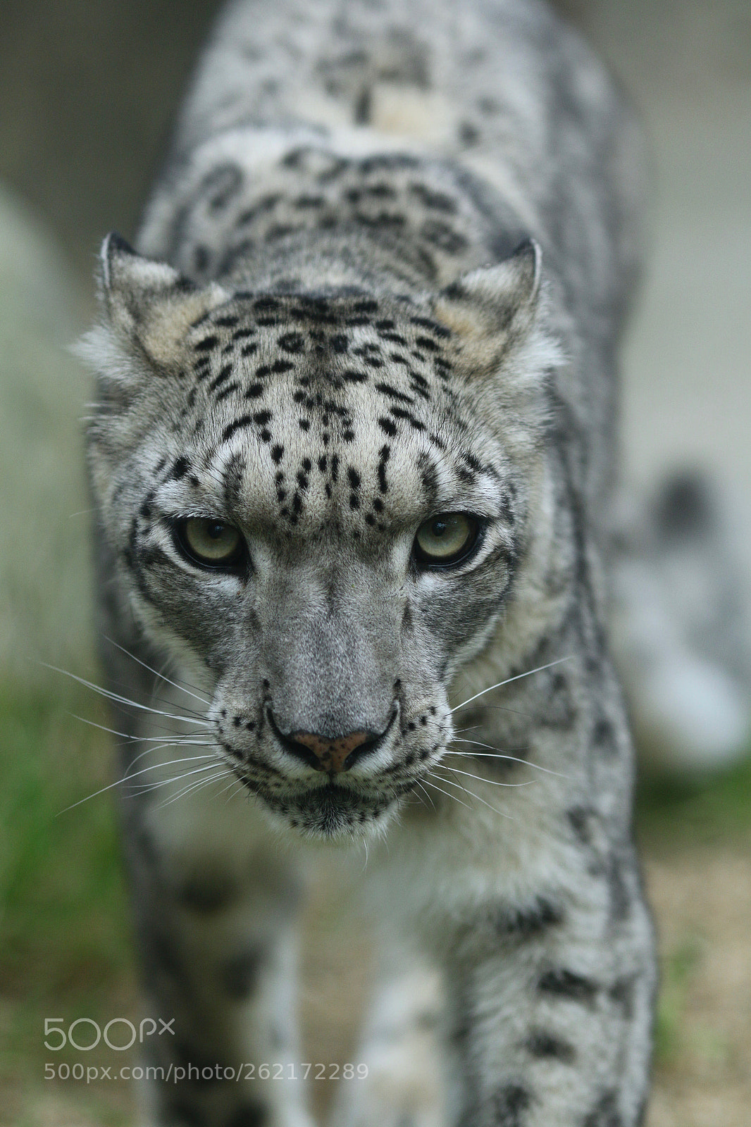 Canon EOS 70D sample photo. Snow leopard photography
