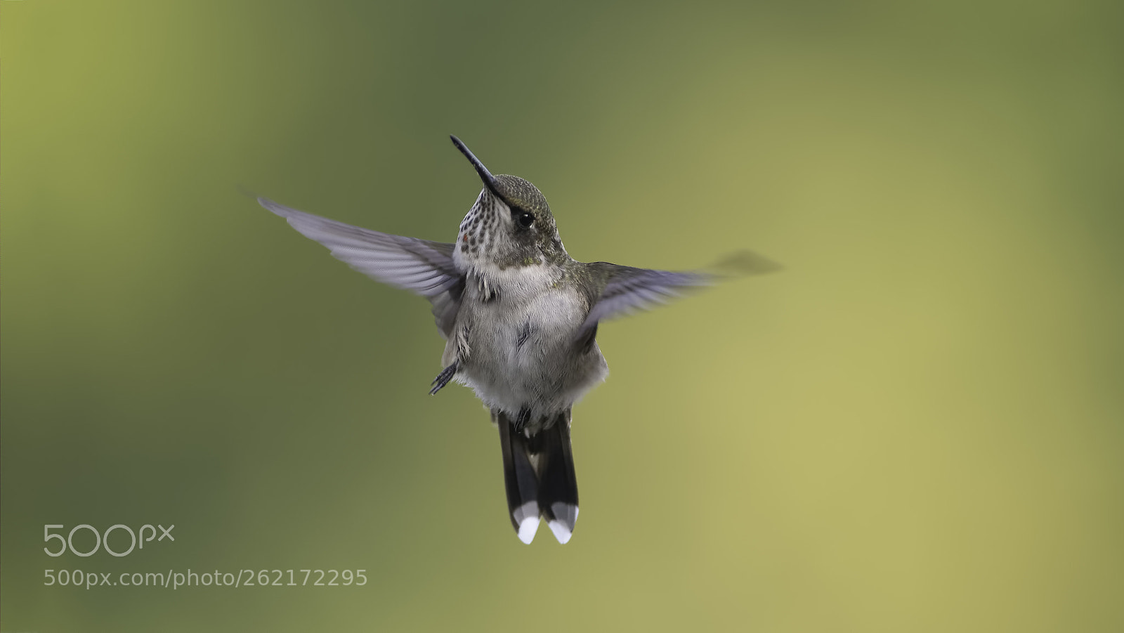 Nikon D7100 sample photo. Flying and scratching two photography