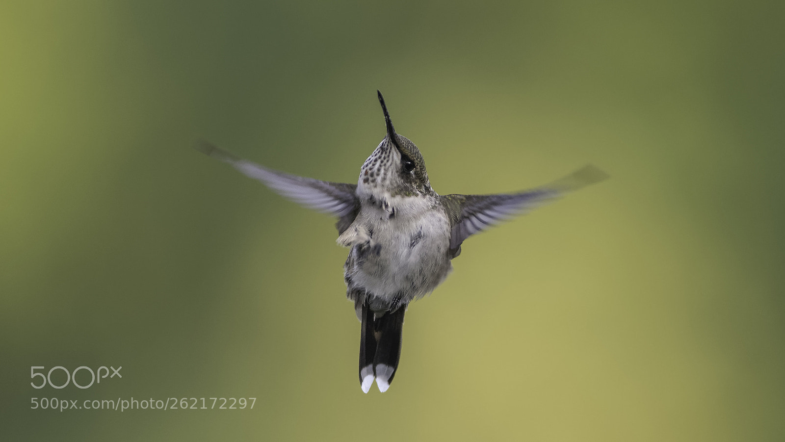 Nikon D7100 sample photo. Flying and scratching two photography