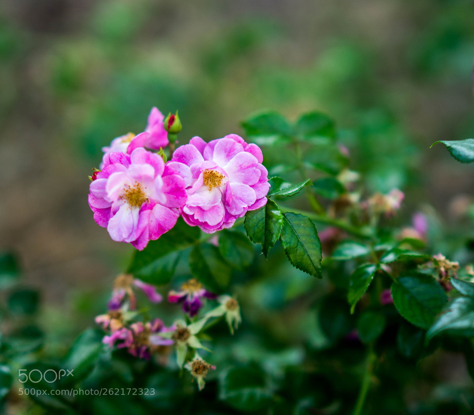 Sony a7 II sample photo. Dsc photography