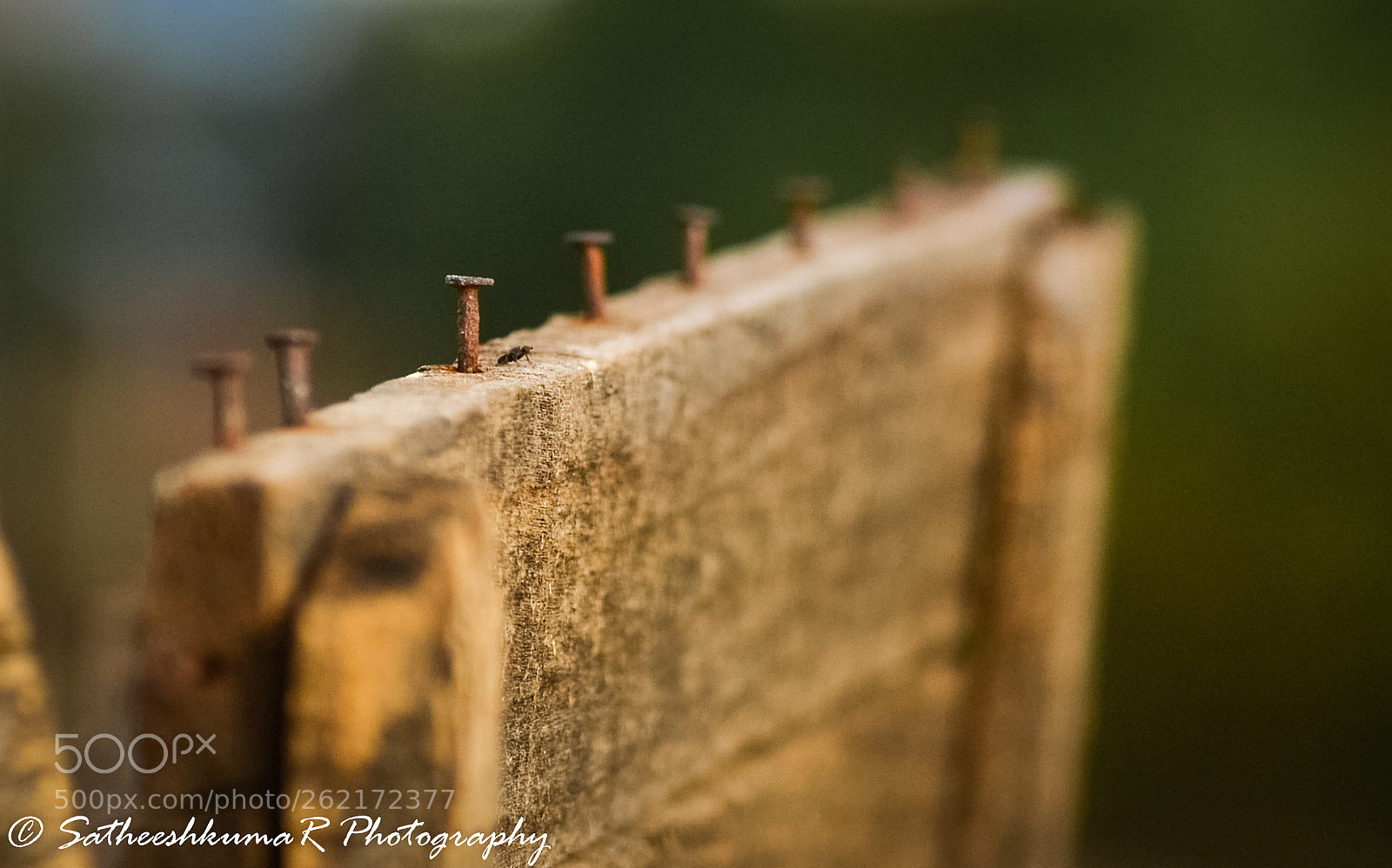Nikon D3100 sample photo. Point !! photography