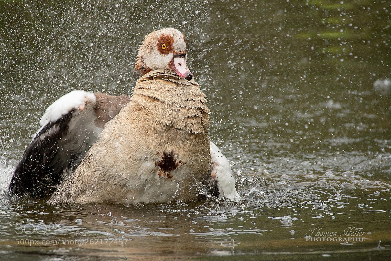 Nikon D750 sample photo. Nilgans 12 photography
