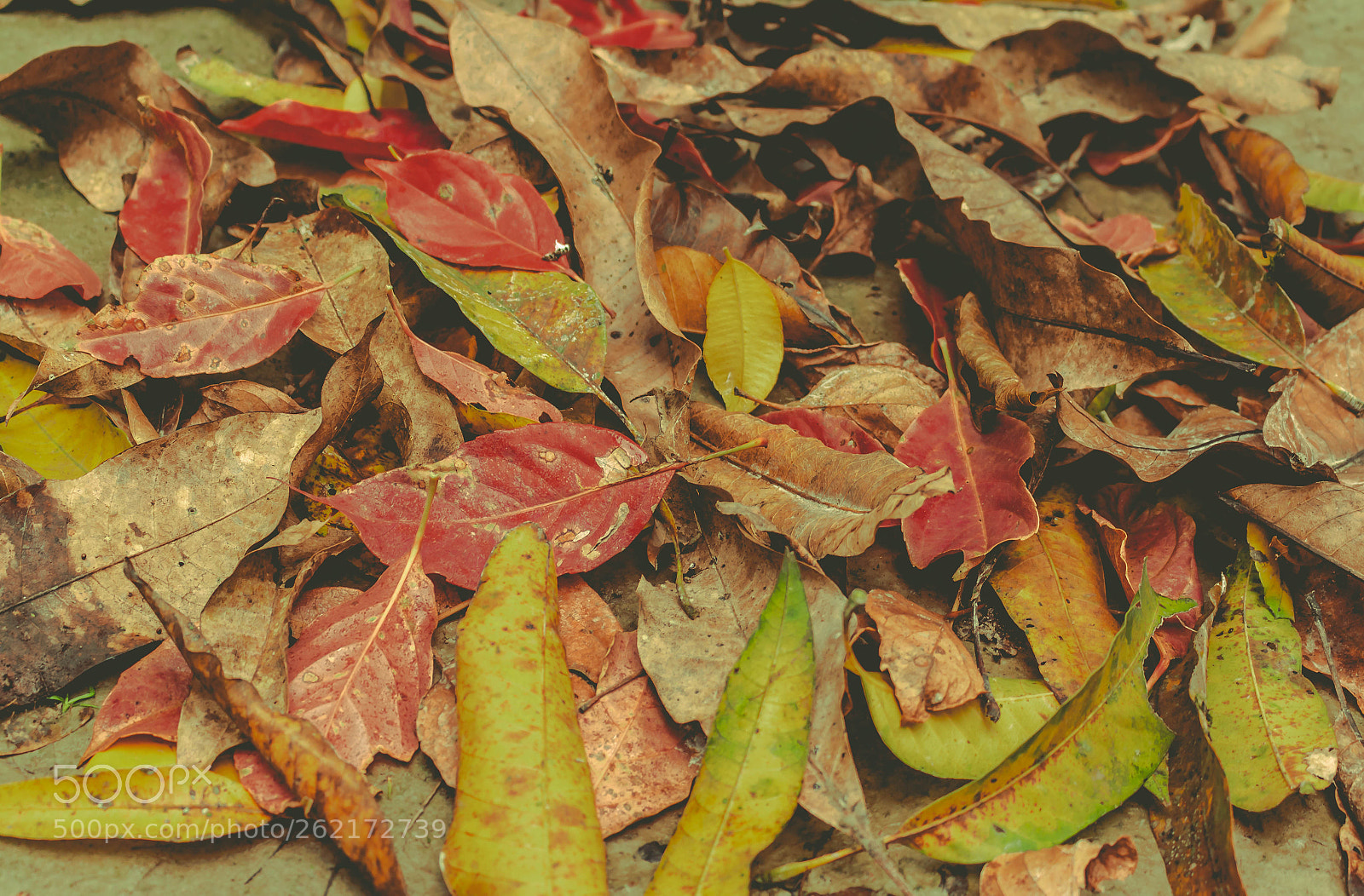 Canon EOS 650D (EOS Rebel T4i / EOS Kiss X6i) sample photo. Dry leaves photography
