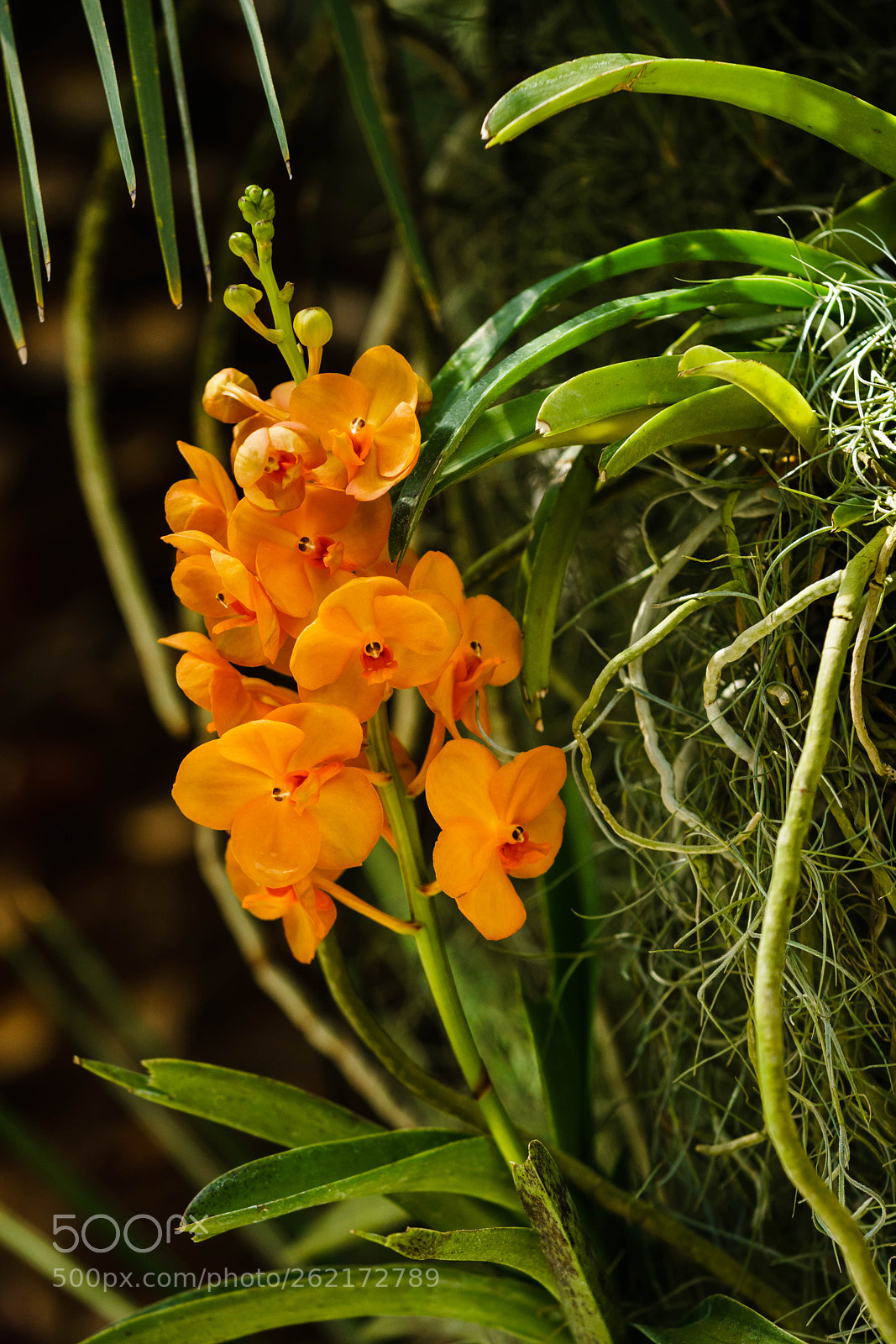 Sony a6300 sample photo. Orchids iii photography