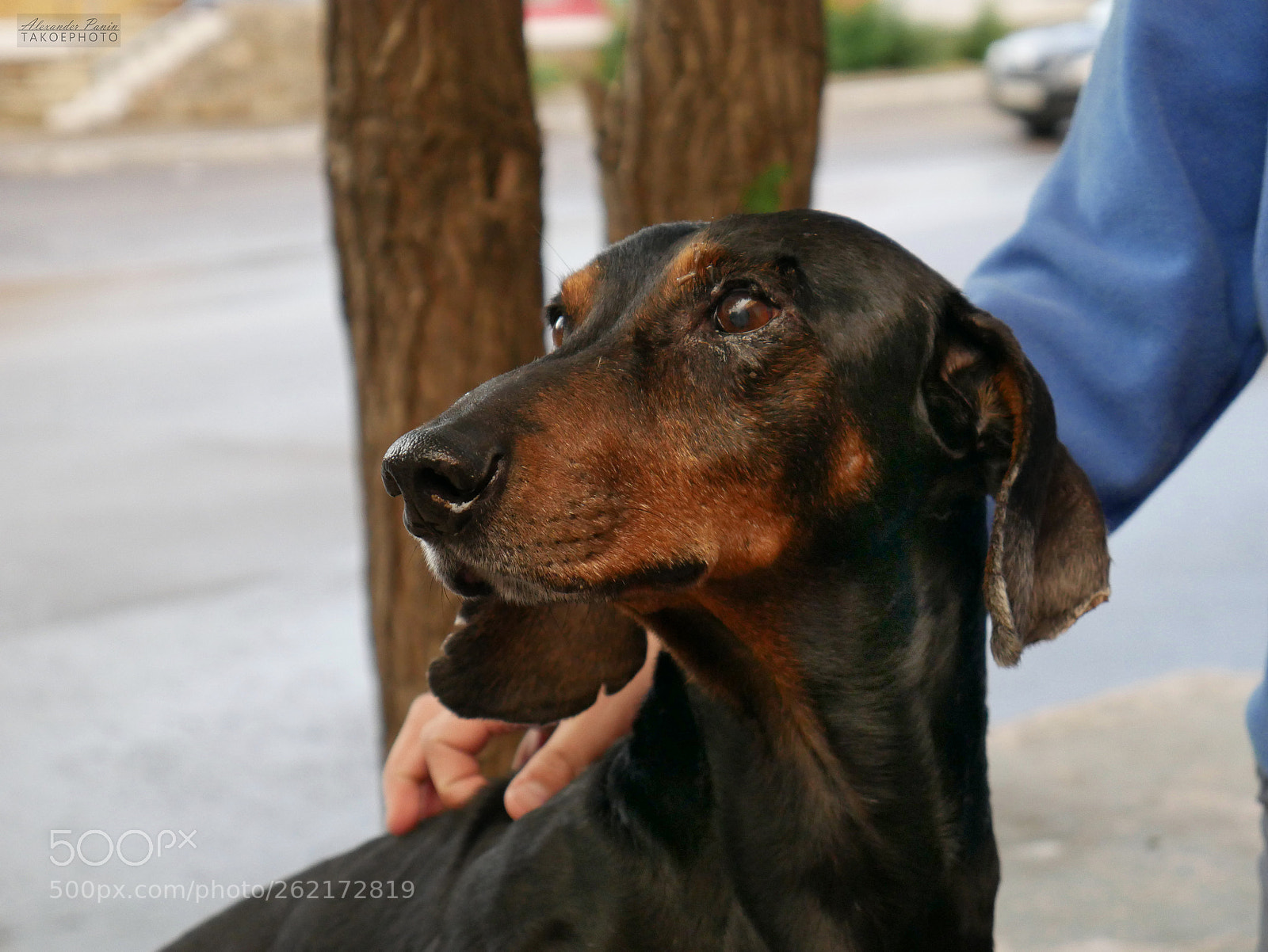 Panasonic Lumix DMC-G7 sample photo. Doggy photography