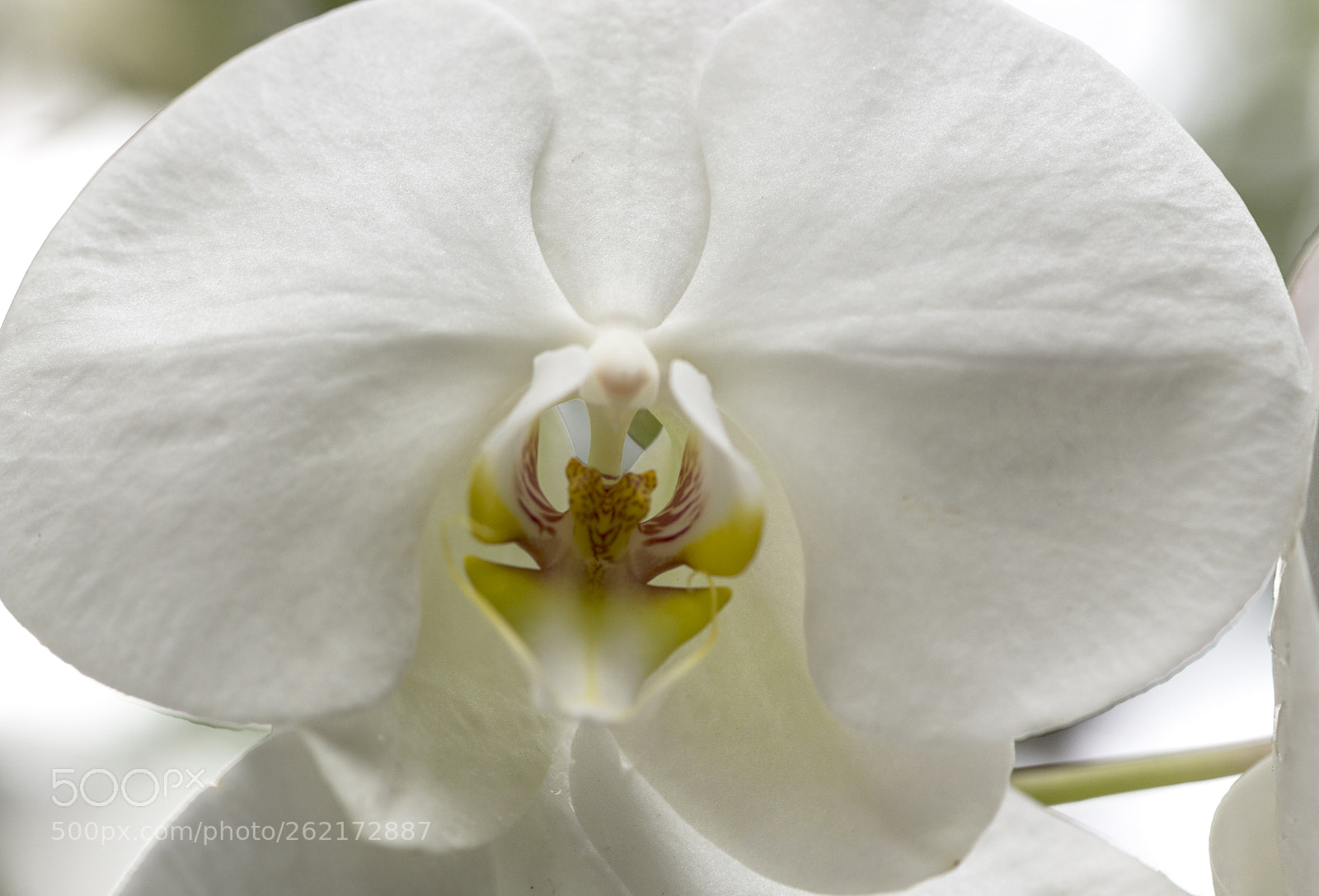 Canon EOS 700D (EOS Rebel T5i / EOS Kiss X7i) sample photo. White orchid photography