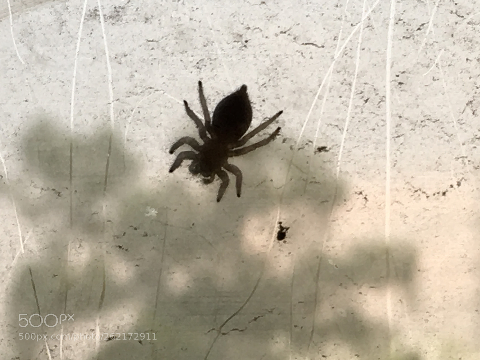 Apple iPhone SE sample photo. Img photography