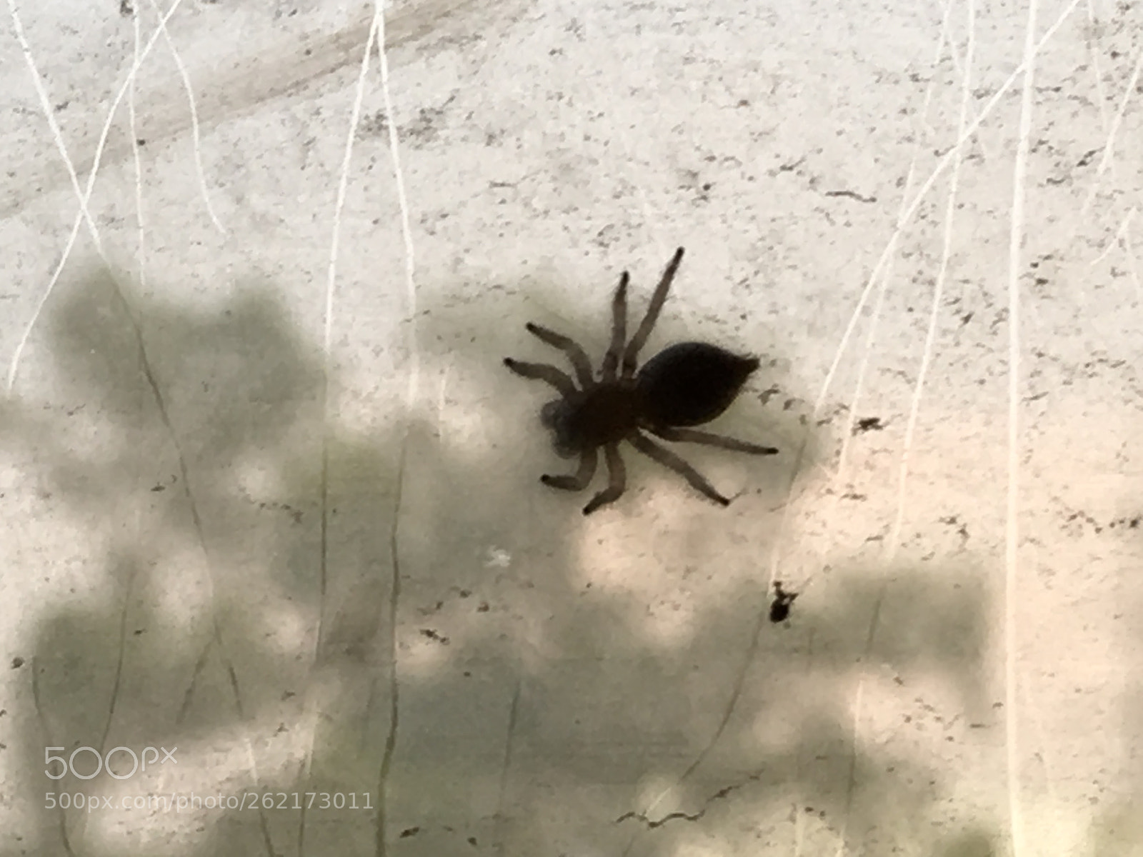 Apple iPhone SE sample photo. Img photography