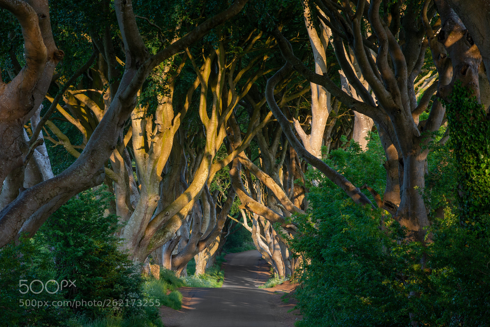 Nikon D610 sample photo. The dark hedges photography
