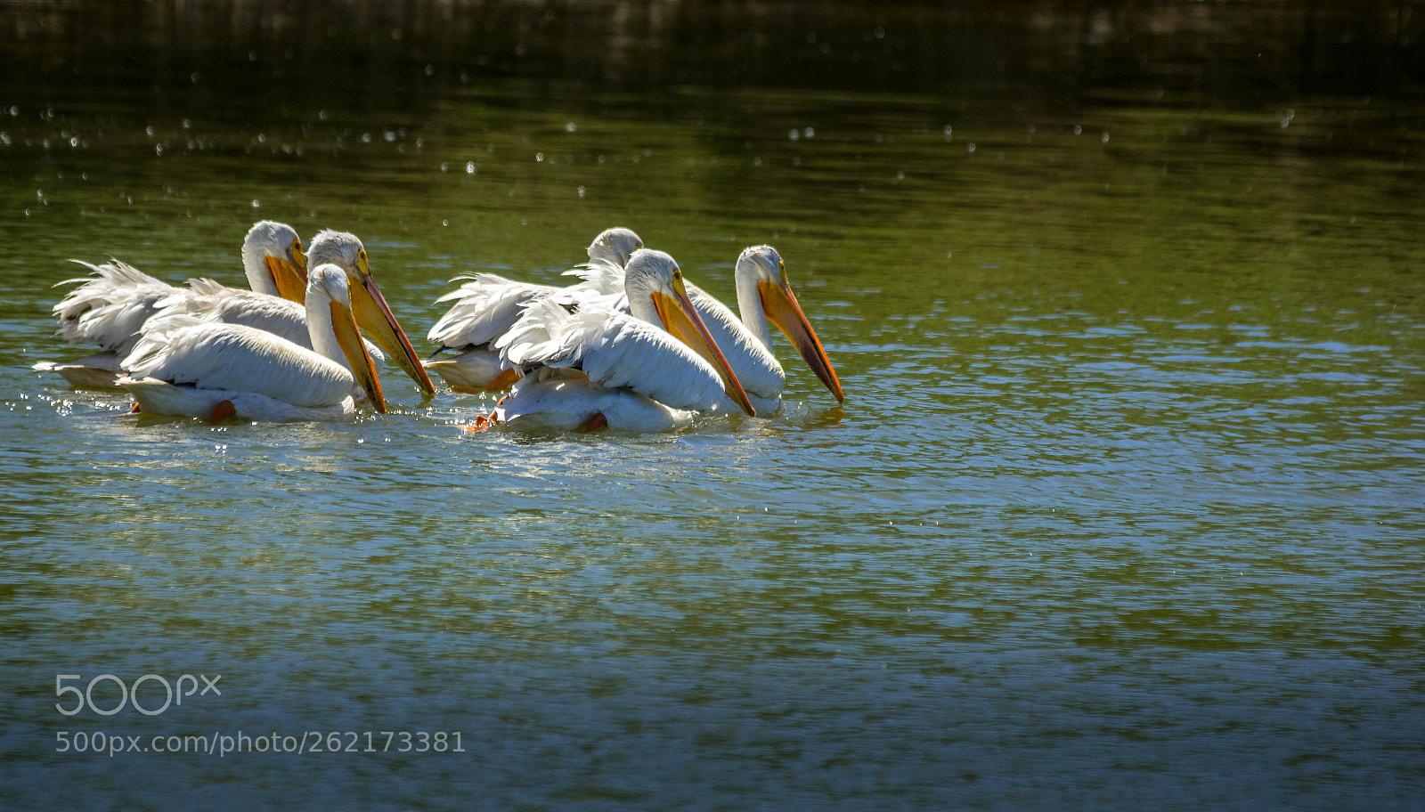 Pentax K-3 II sample photo. Pelicans of fort whyte photography