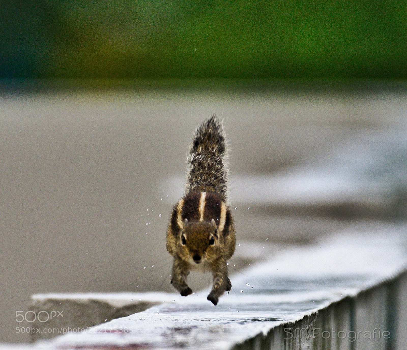 Nikon D750 sample photo. Rainy day photography