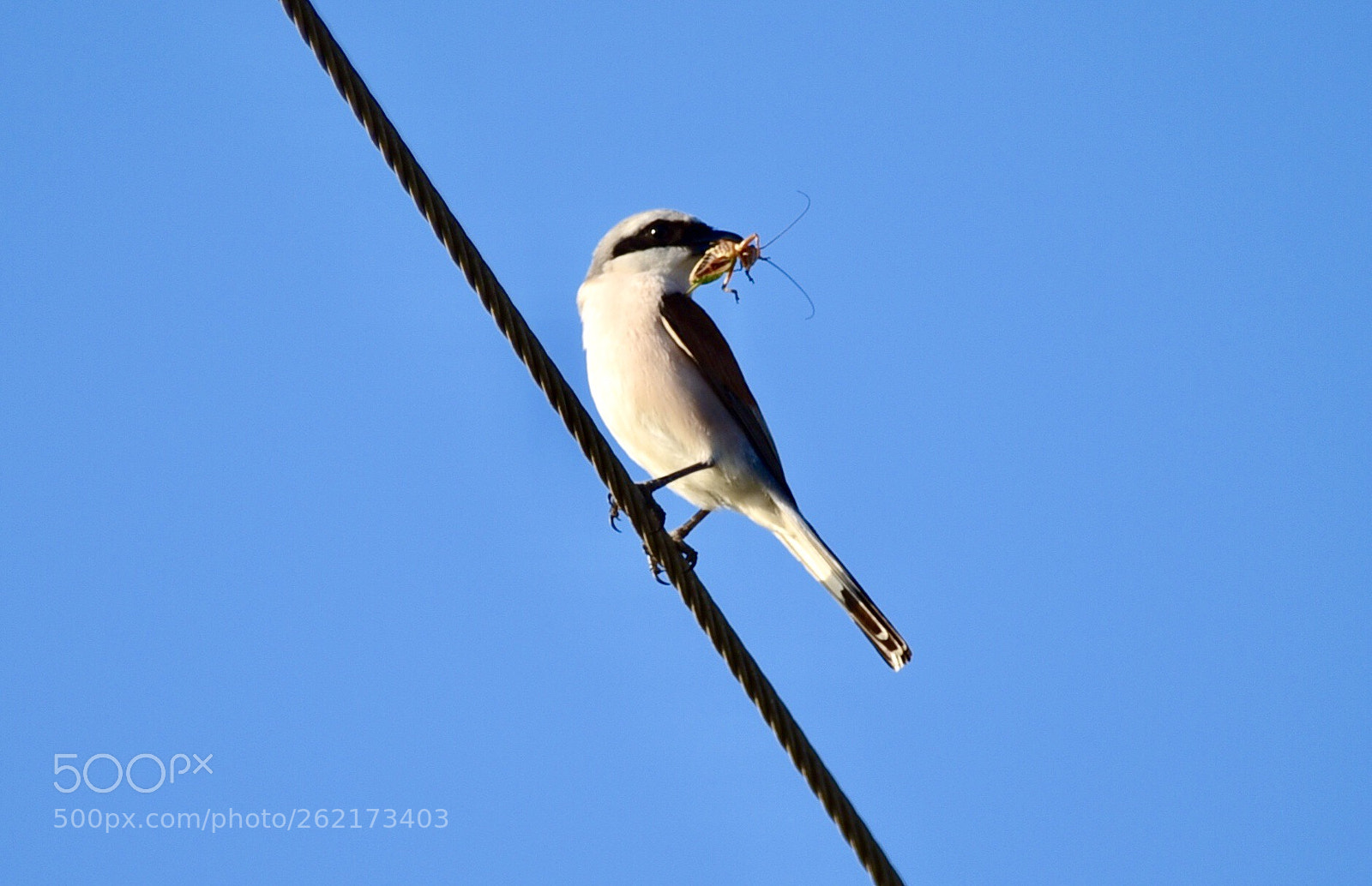 Nikon D750 sample photo. Cute bird photography