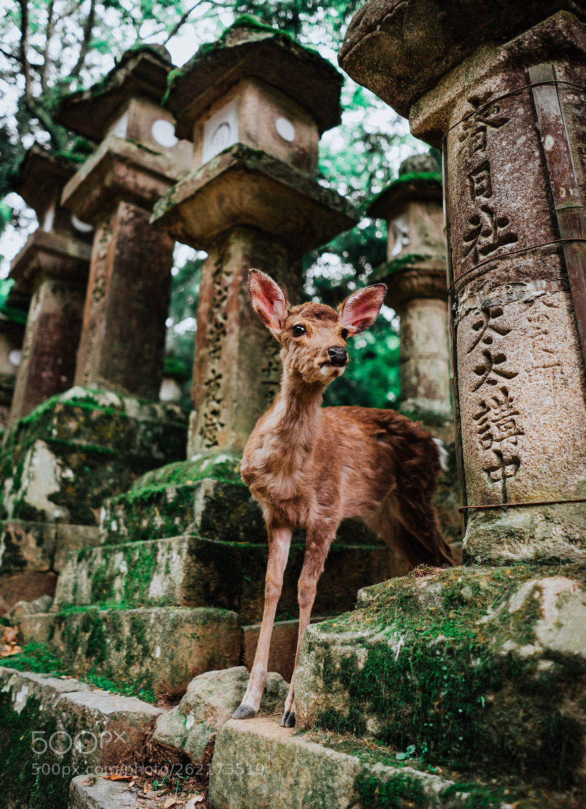 Sony a7 II sample photo. Tame deer in nara photography