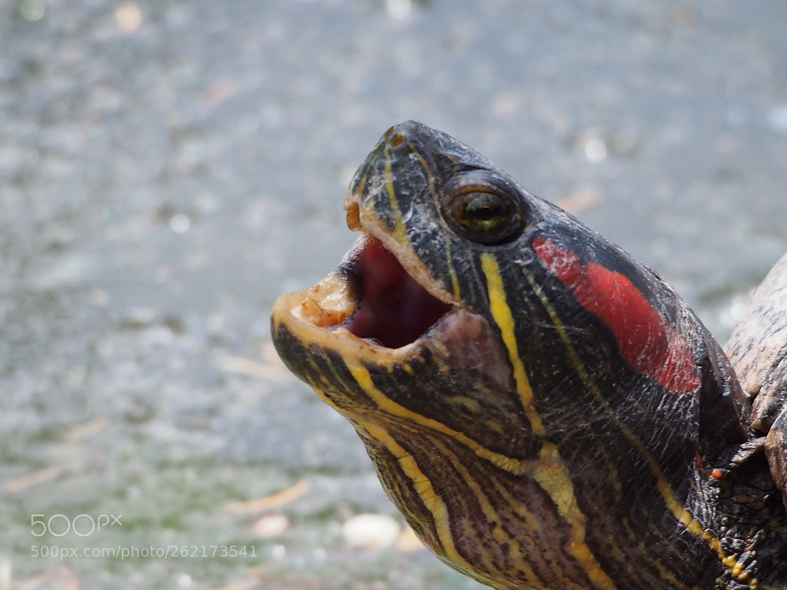 Olympus OM-D E-M5 sample photo. Howling turtle photography