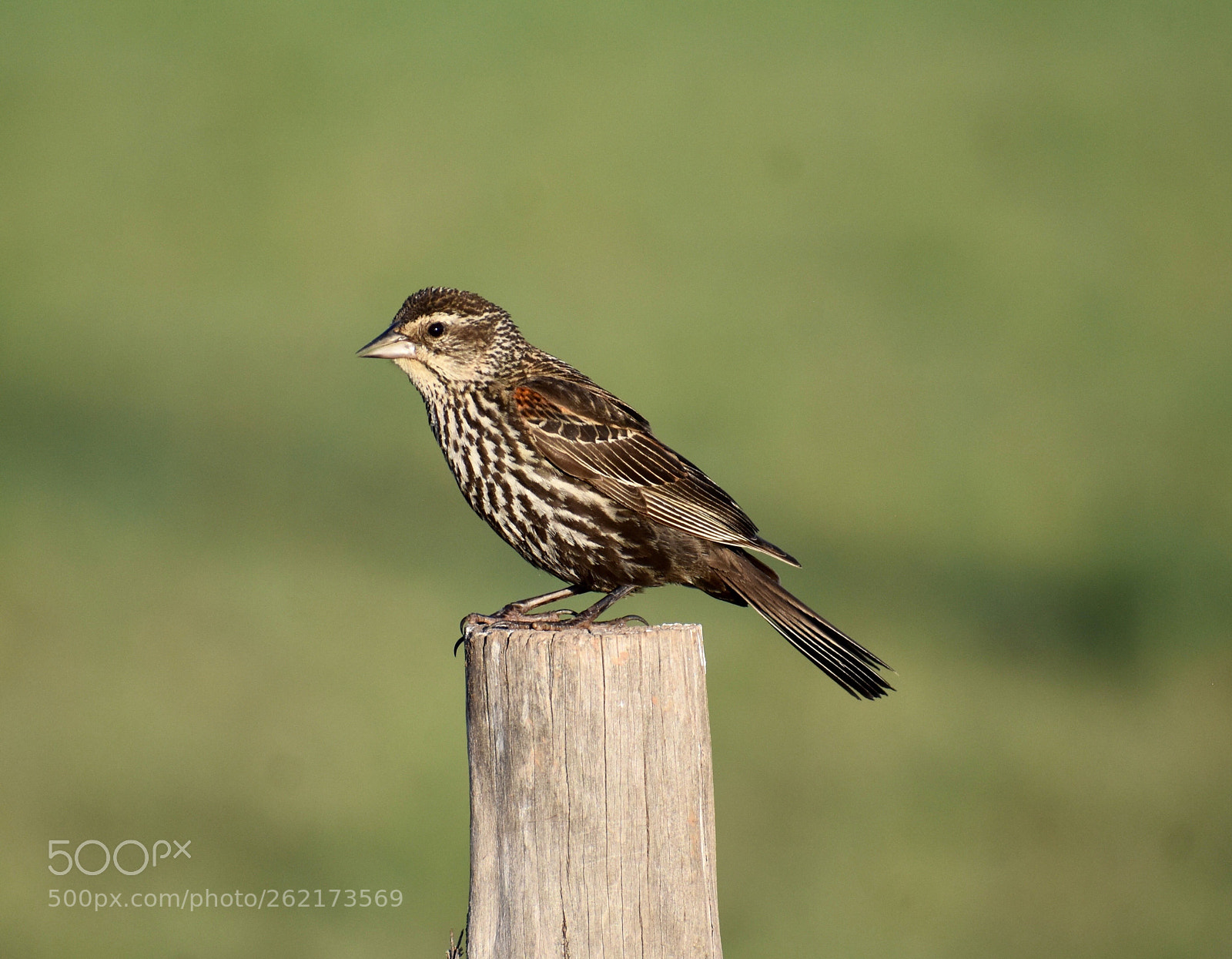 Nikon D3400 sample photo. Female red-winged blackbird photography