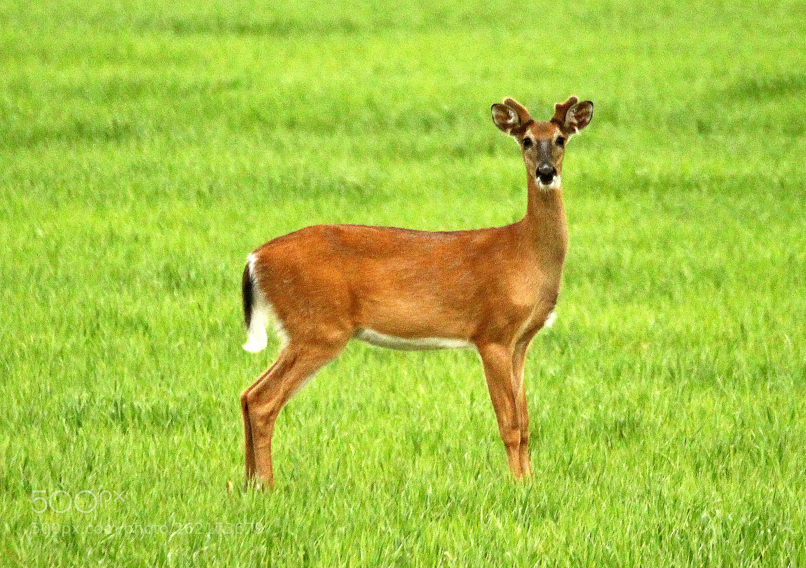 Canon EF 70-300mm F4.5-5.6 DO IS USM sample photo. The deer just before photography