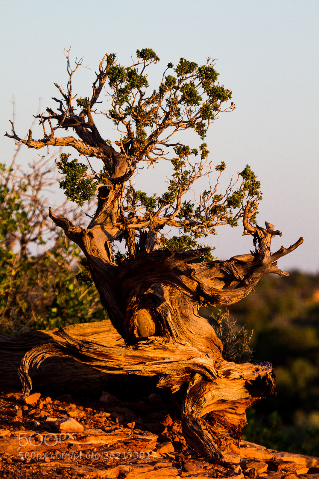 Canon EOS 7D sample photo. Bristlecone pine photography