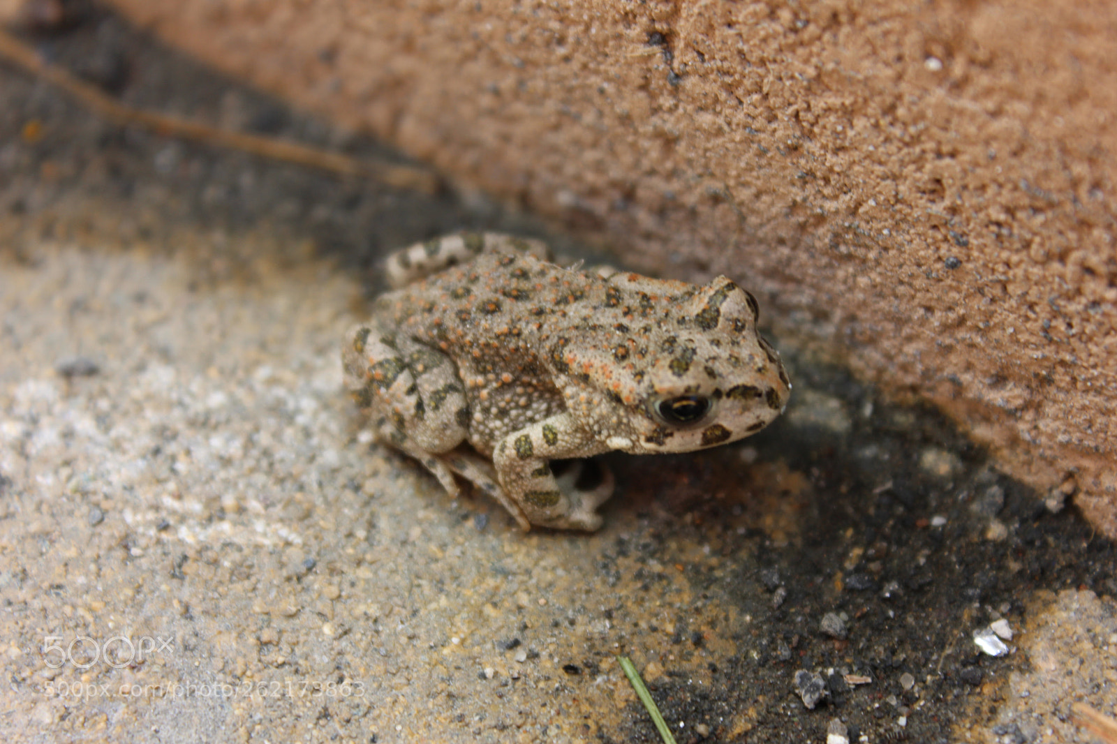 Canon EOS 600D (Rebel EOS T3i / EOS Kiss X5) sample photo. Little frog photography