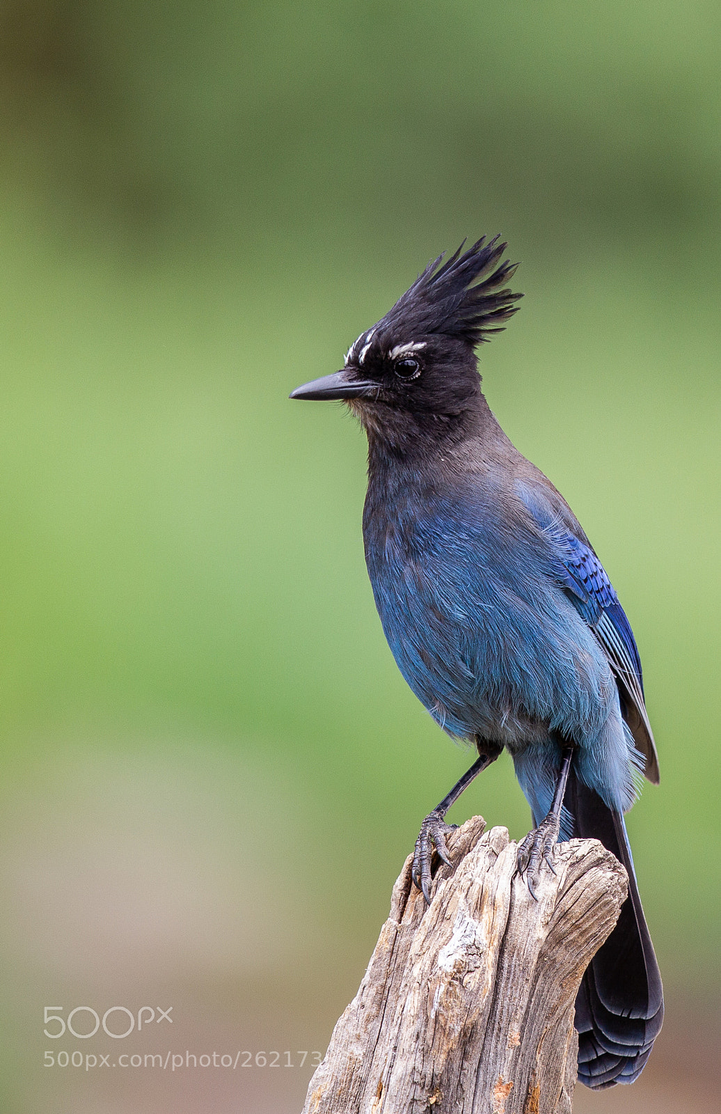 Canon EOS-1D Mark IV sample photo. Steller's jay photography