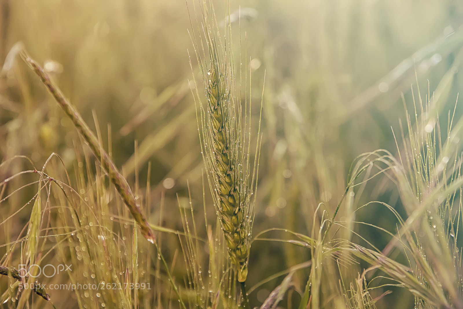 Canon EOS 60D sample photo. Wheat photography