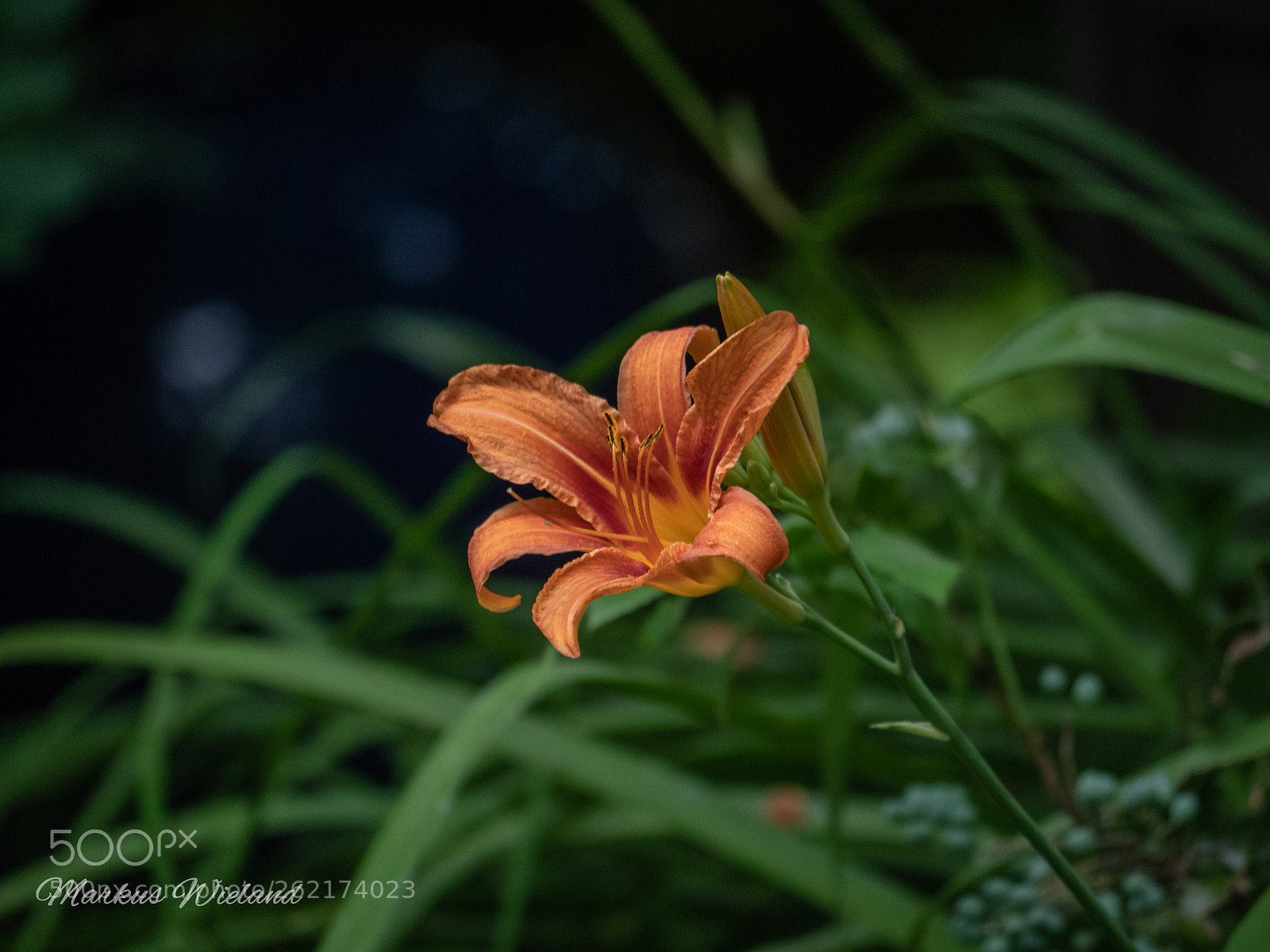 Panasonic Lumix DC-G9 sample photo. Flower photography