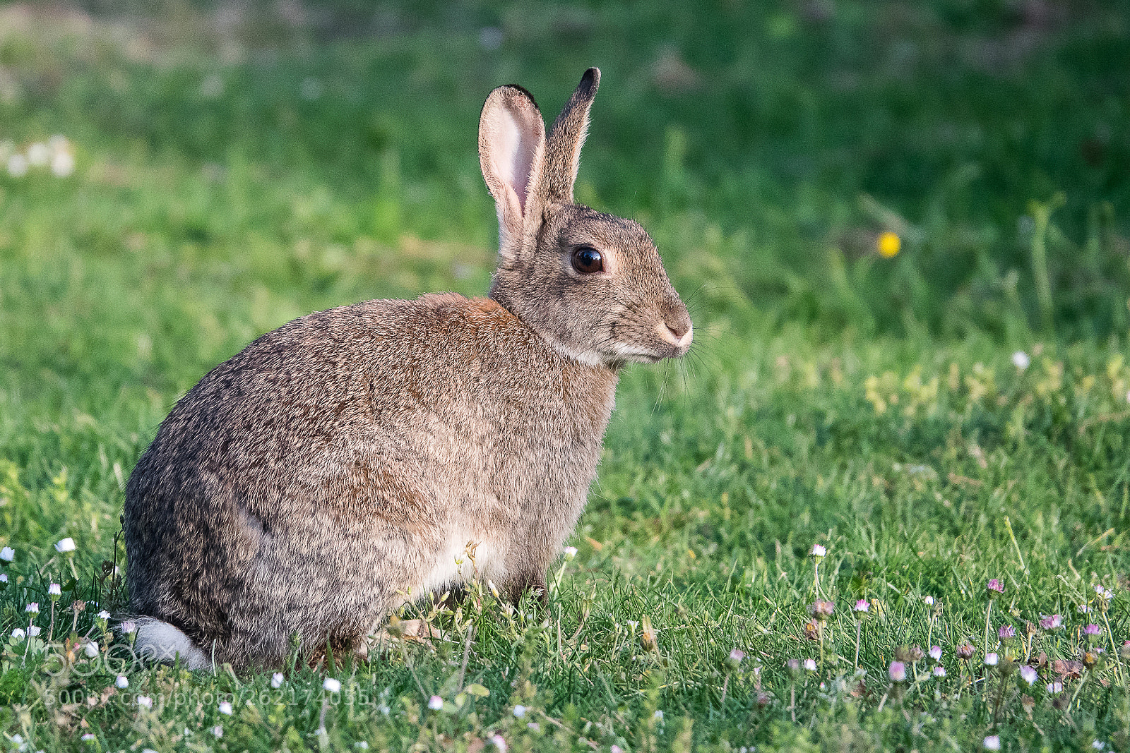 Sony Cyber-shot DSC-RX10 III sample photo. Kaninchen in der abendsonne photography