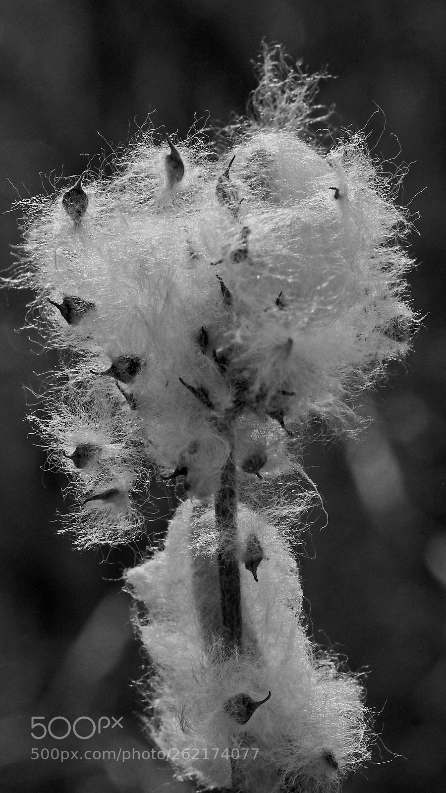 Olympus OM-D E-M5 II sample photo. Black and white seeds photography