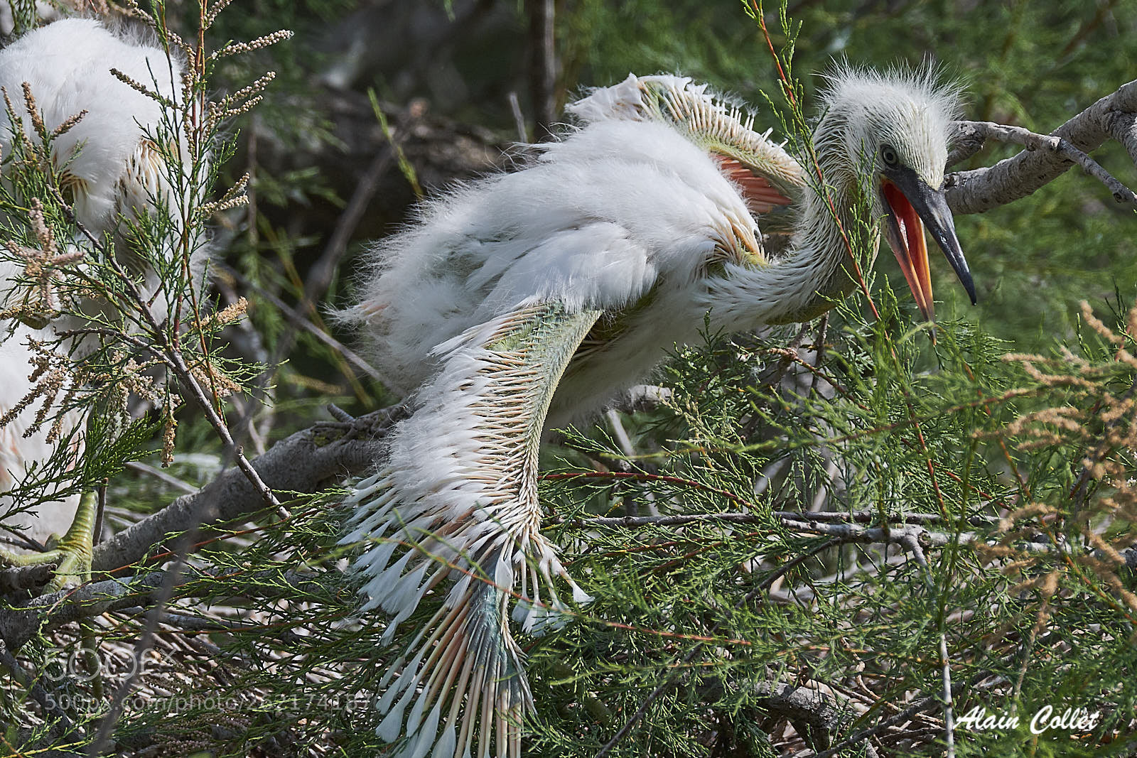 Nikon D7500 sample photo. Aigrette photography