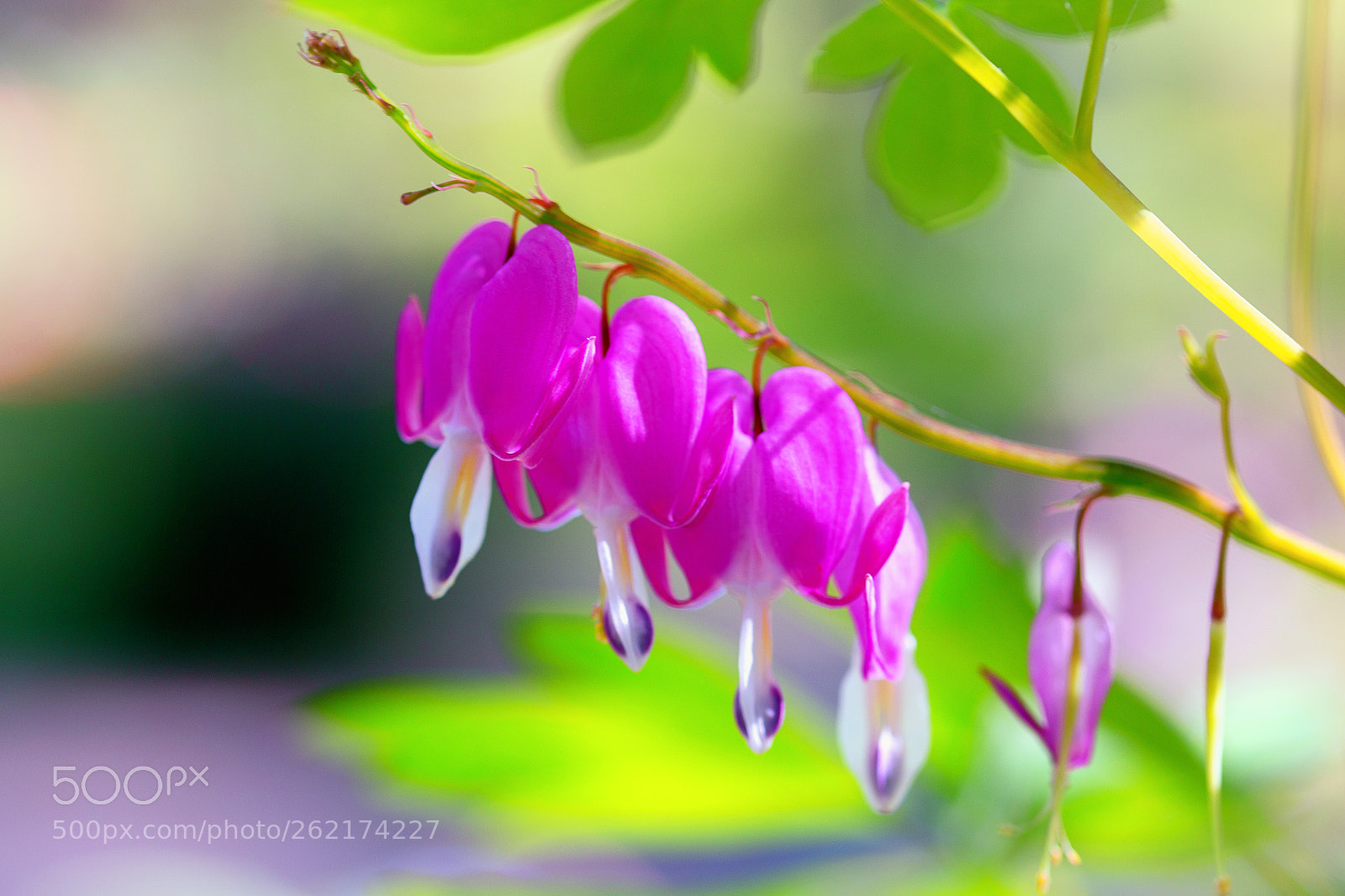 Canon EOS 6D sample photo. Bleeding hearts photography