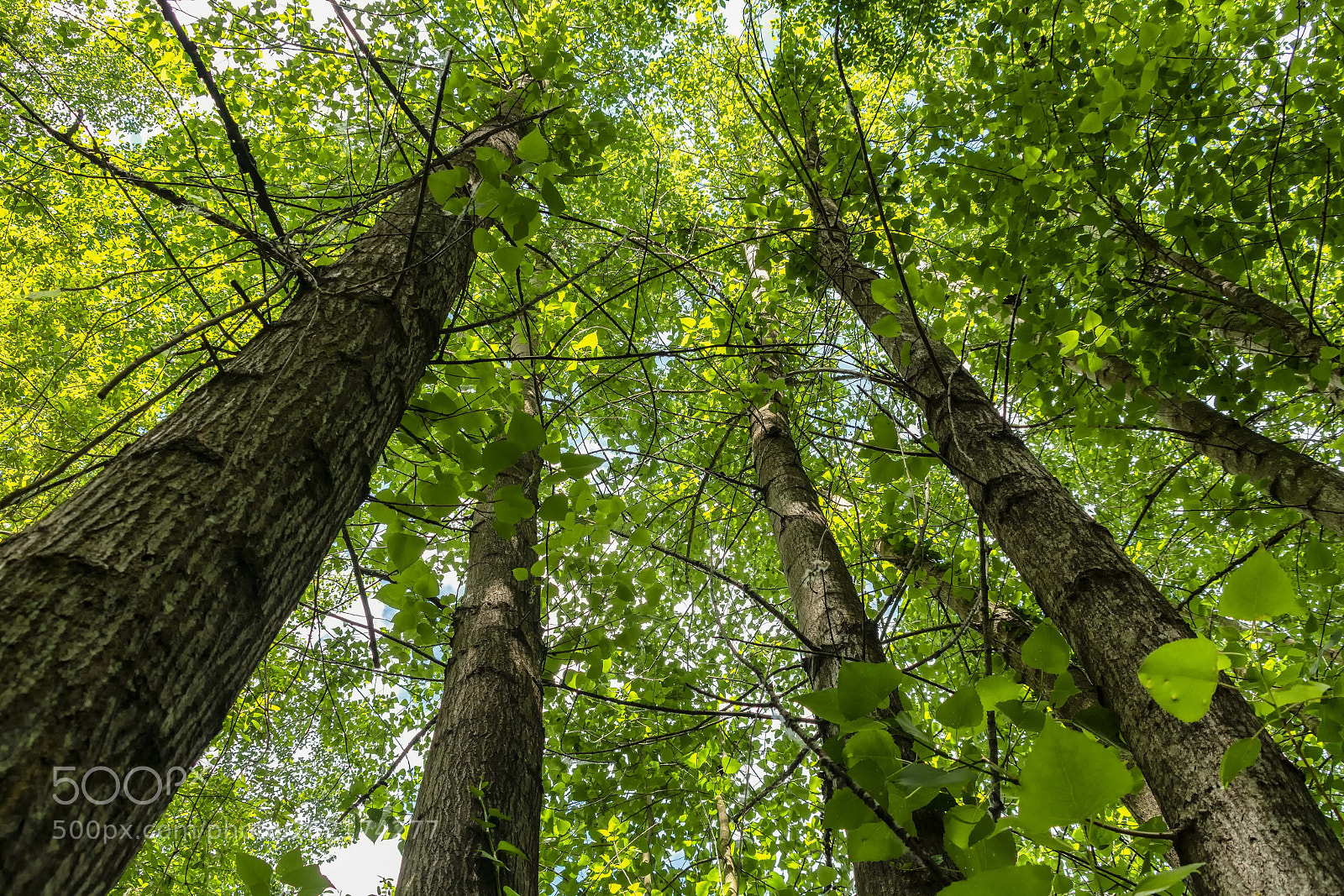 Nikon D7100 sample photo. El bosque photography