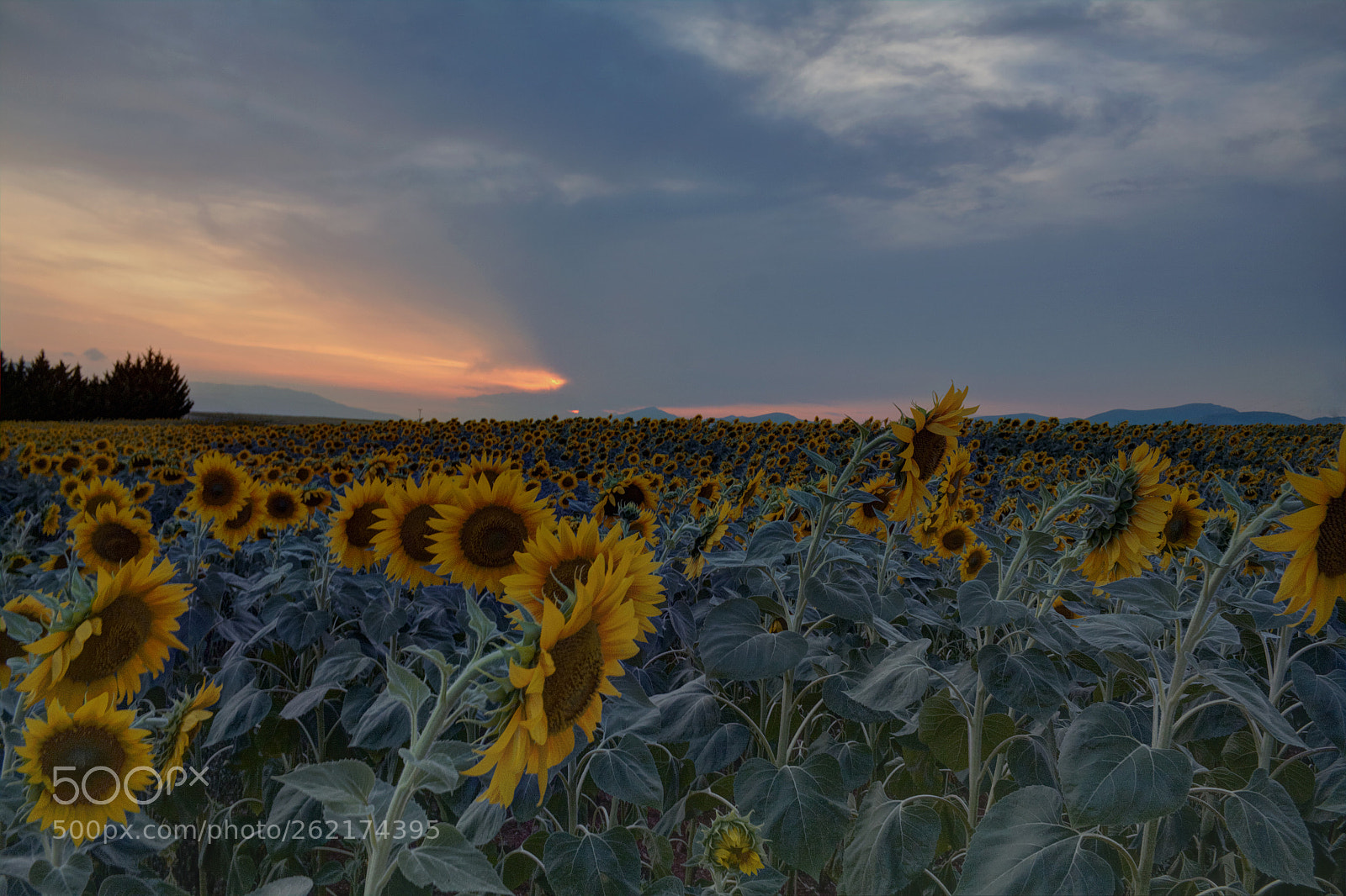 Canon EOS 50D sample photo. Sunflowers photography