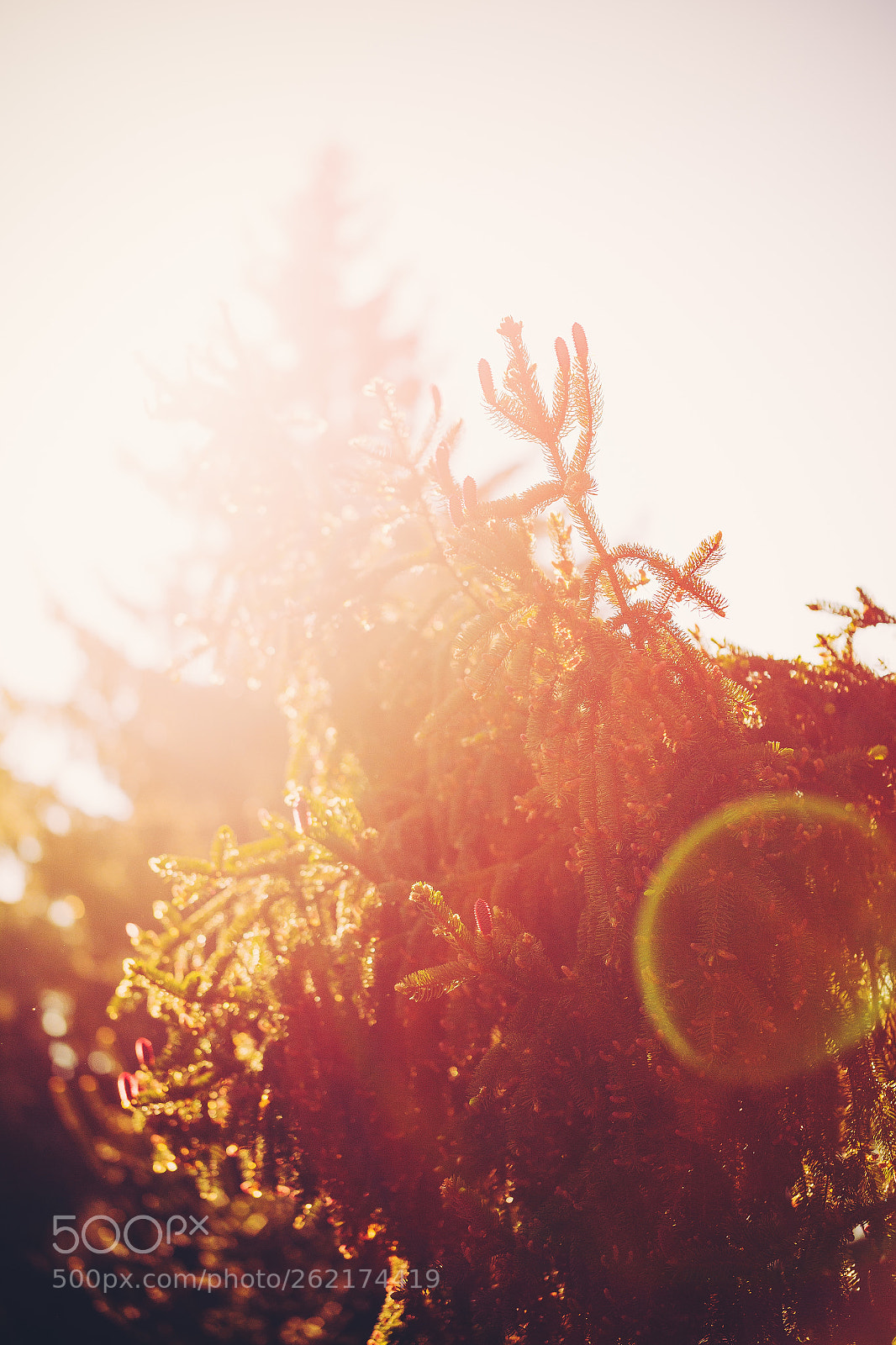 Canon EOS 6D sample photo. Sunset rays photography
